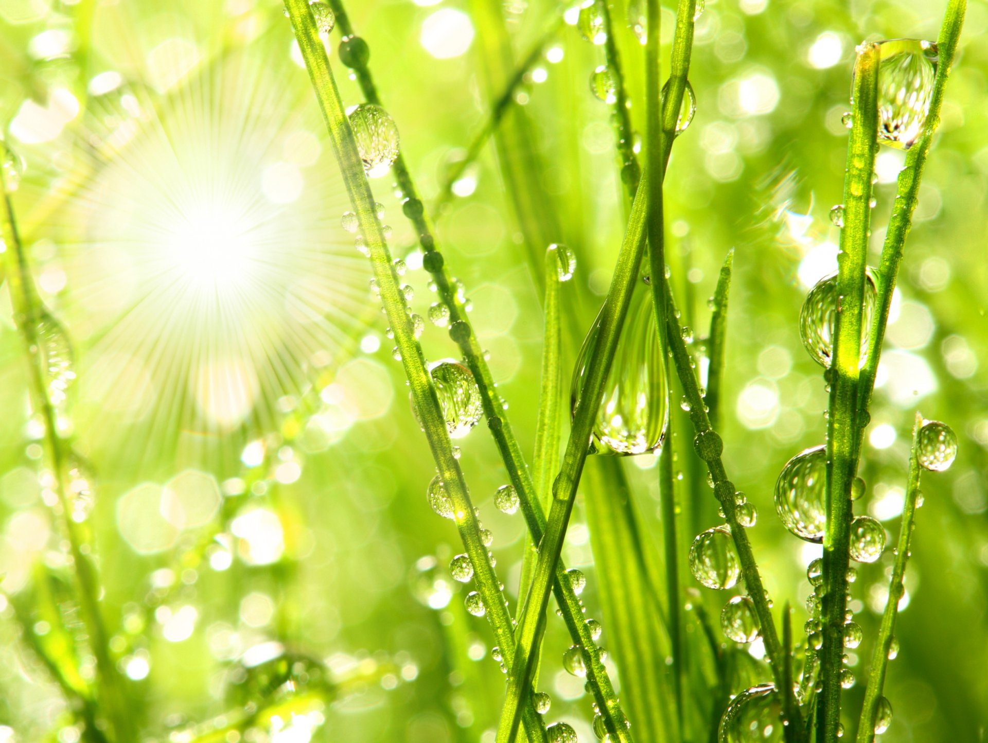 nature macro morning dew blades of grass drops water macro morning dew gra