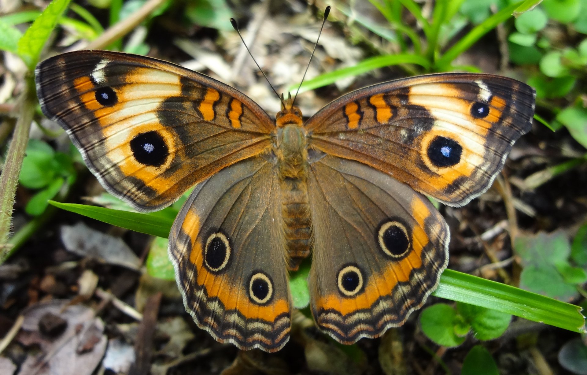 motyl skrzydła wzór natura owad ćma