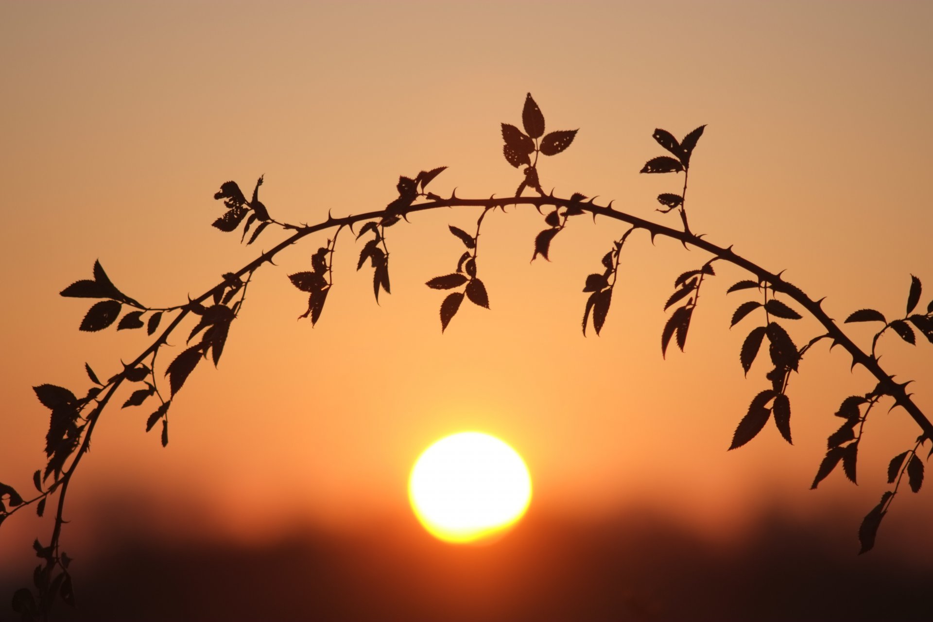 the stem sun bokeh