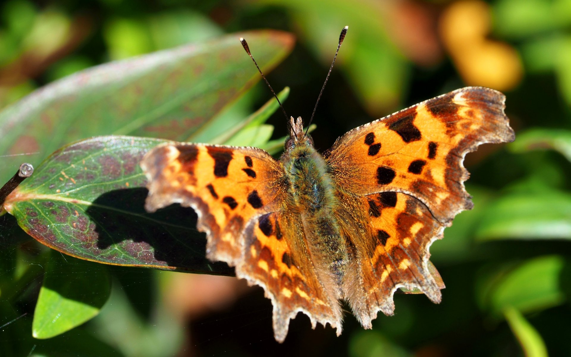 schmetterling blätter natur motte flügel