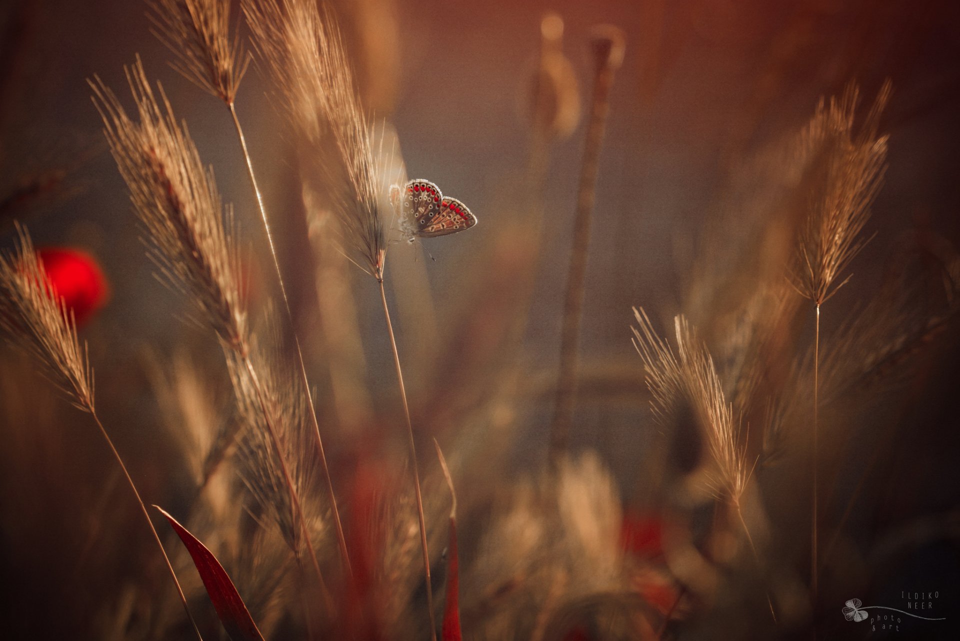 gras blumen ohren schmetterling