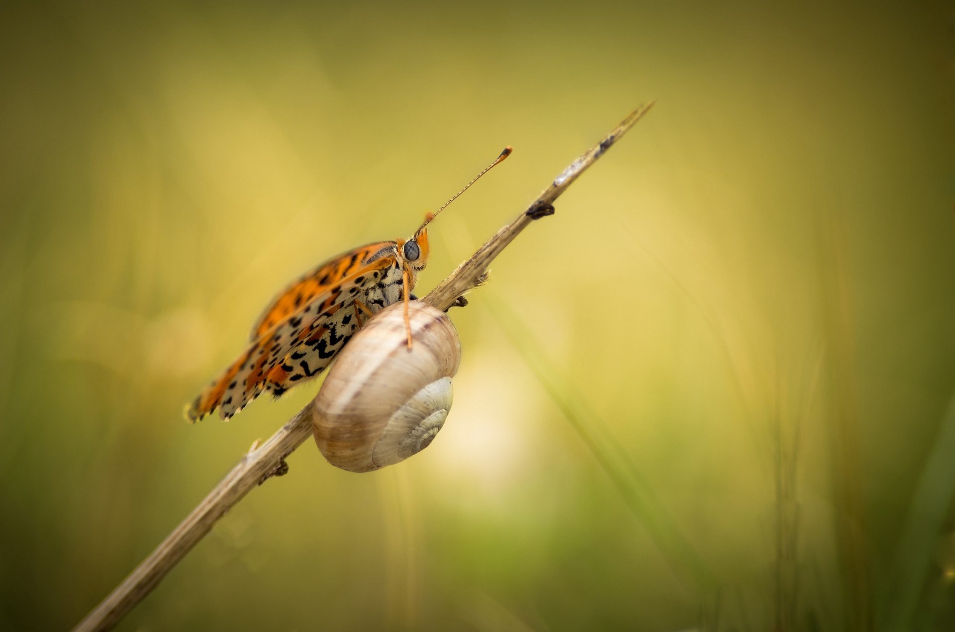 trzcina ślimak motyl