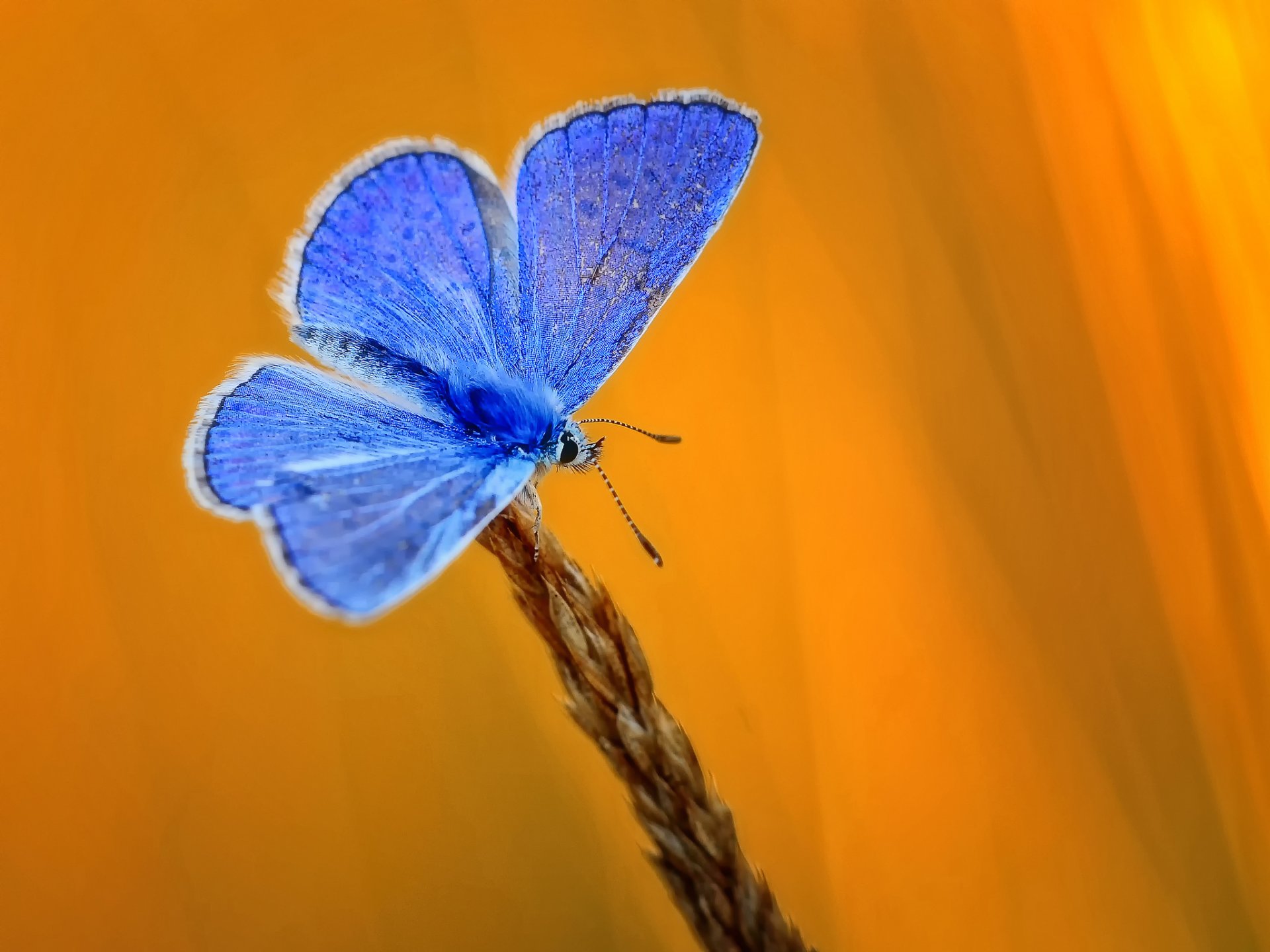 kłos motyl niebieski żółte tło