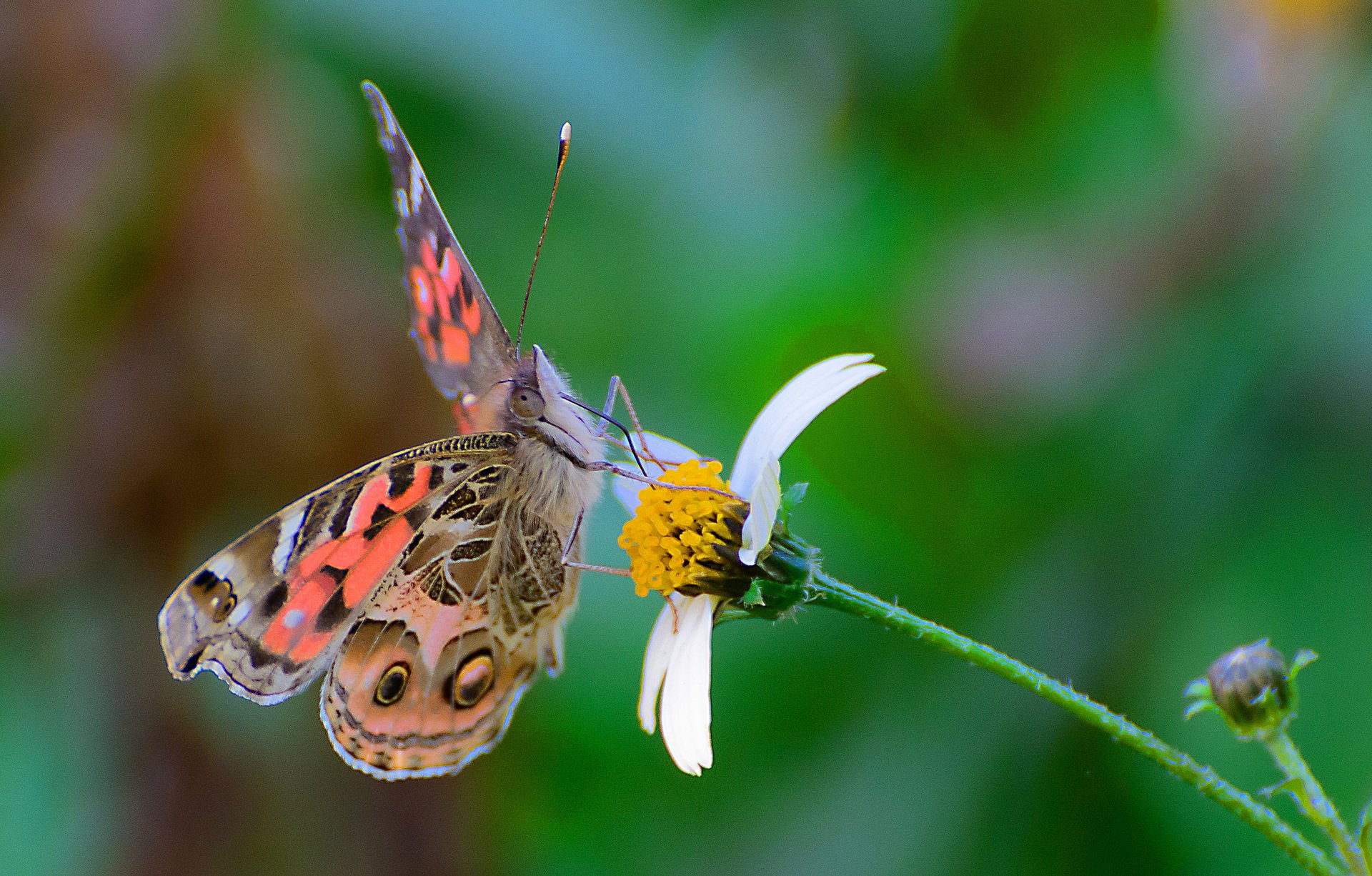 papillon ailes fleur papillon de nuit