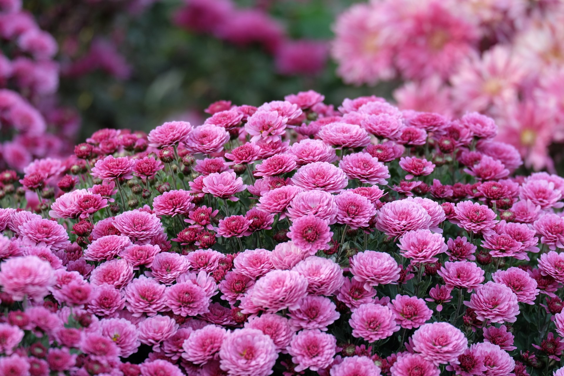 autumn flower chrysanthemum close up purple bokeh