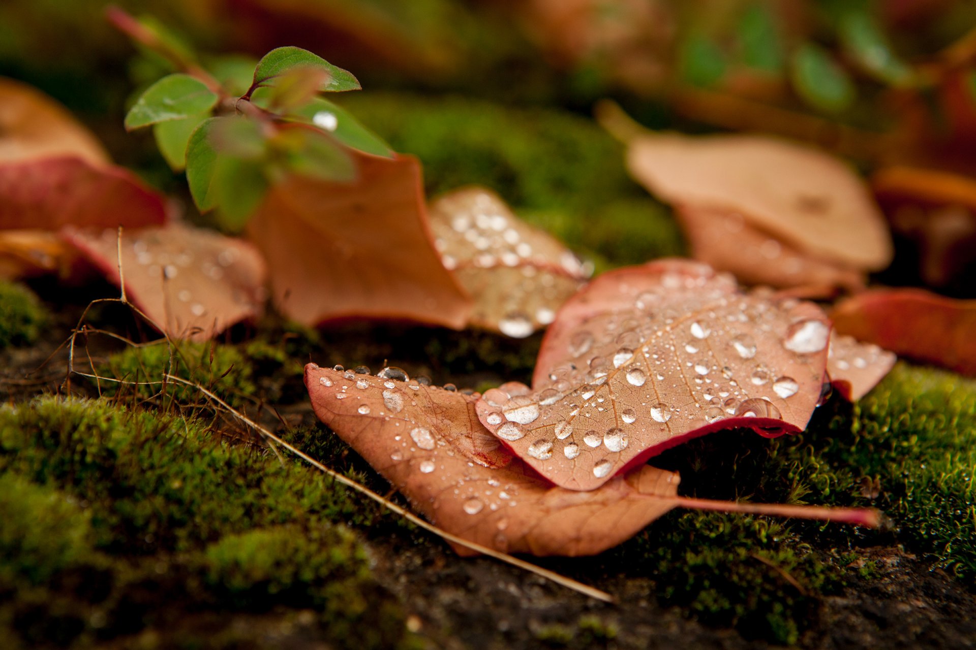 makro liść liść liście kropla woda rosa makro liść zostaw krople natura jesień