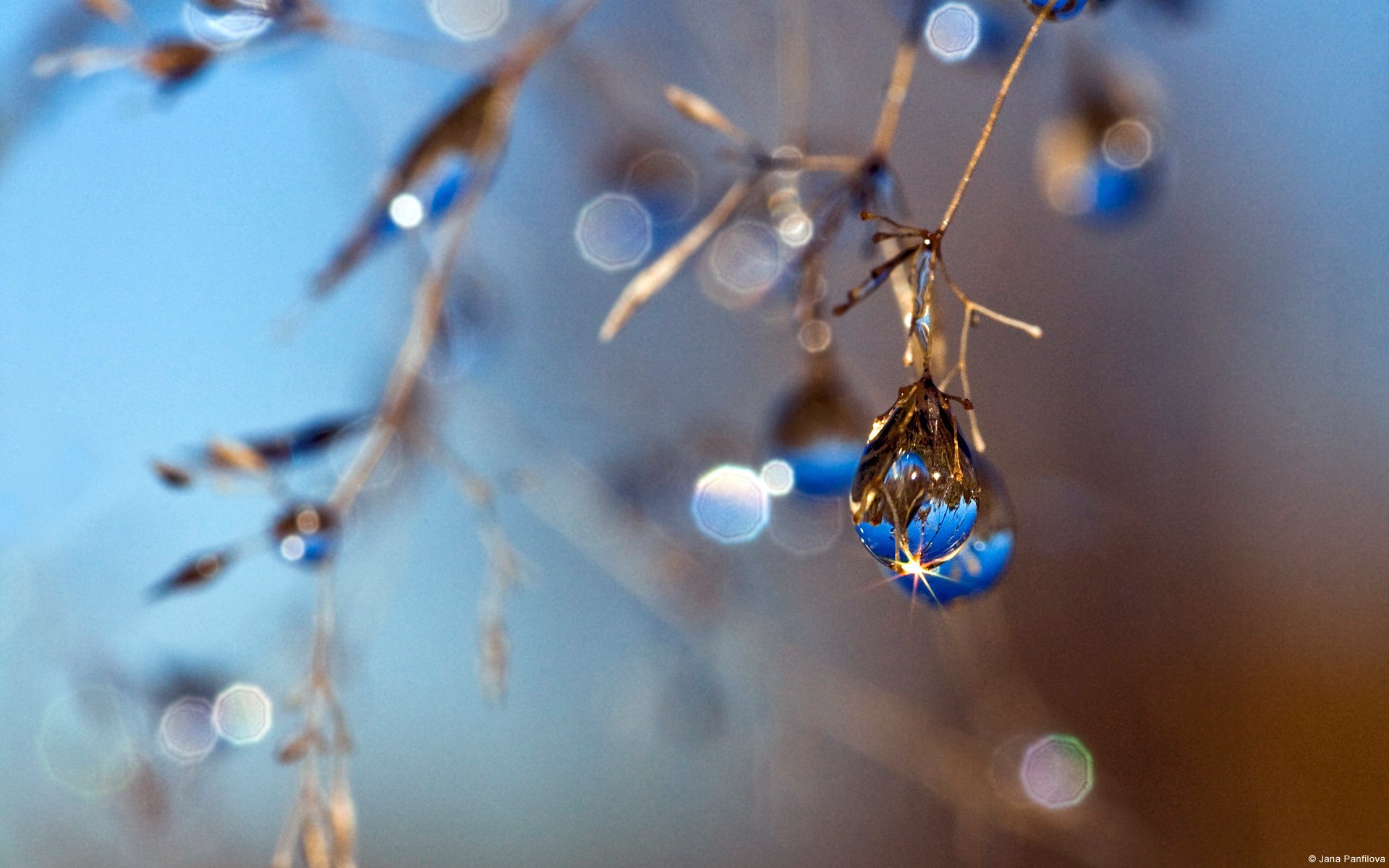 janapanfilova otoño gota azul desenfoque