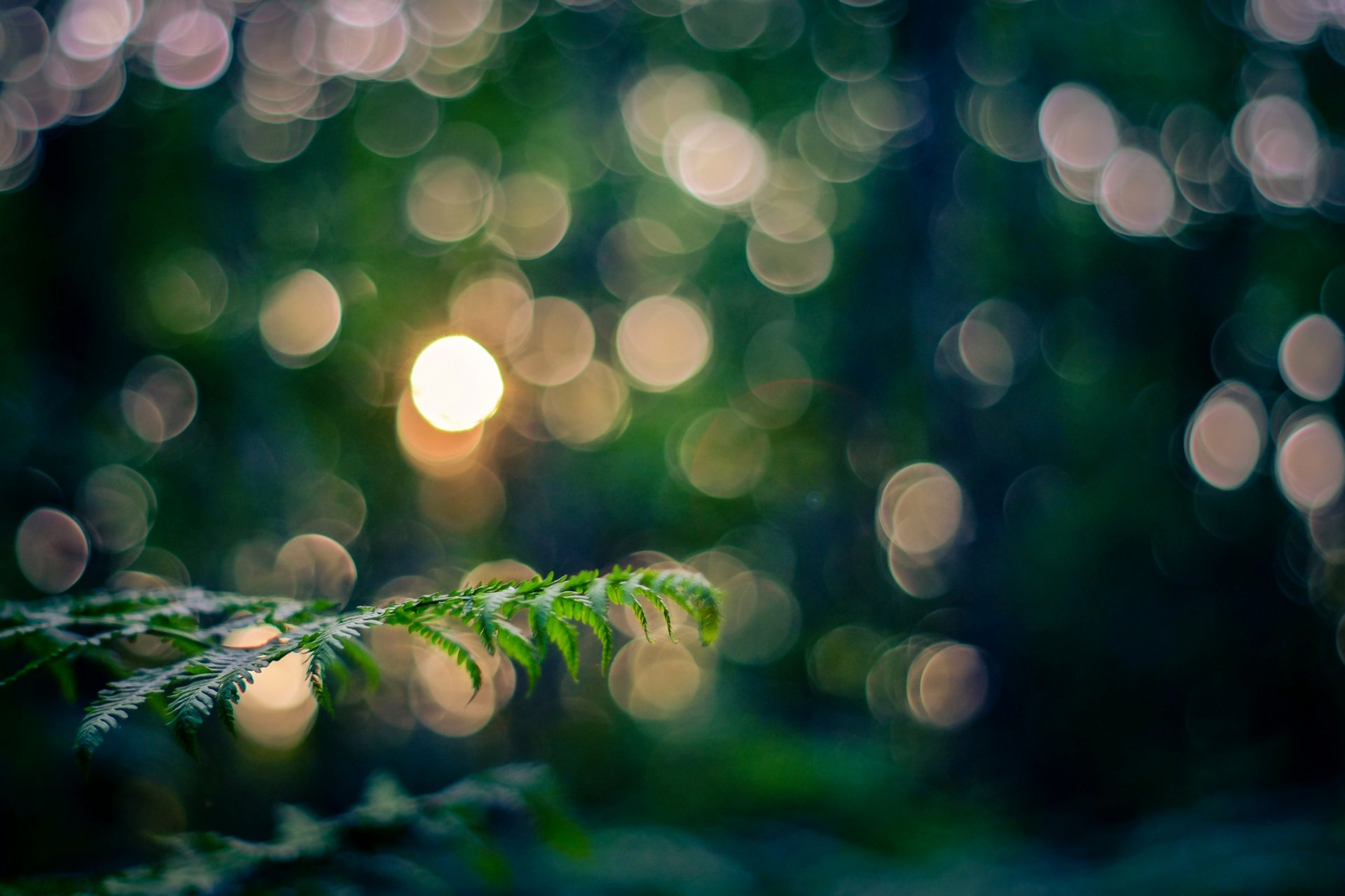 zweig zweig blätter makro natur licht abend bokeh