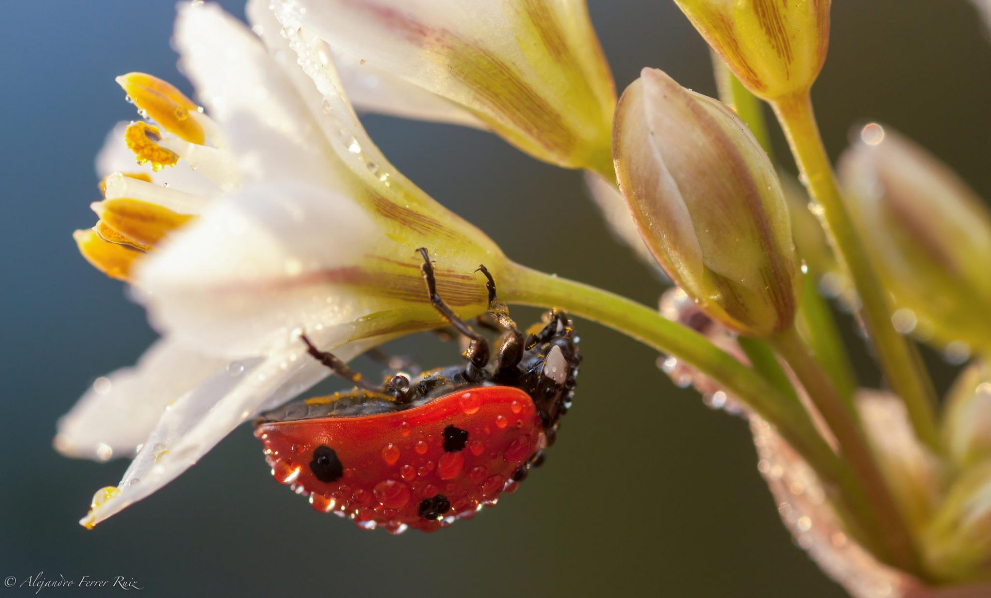 biedronka owad makro kwiaty biały rosa krople