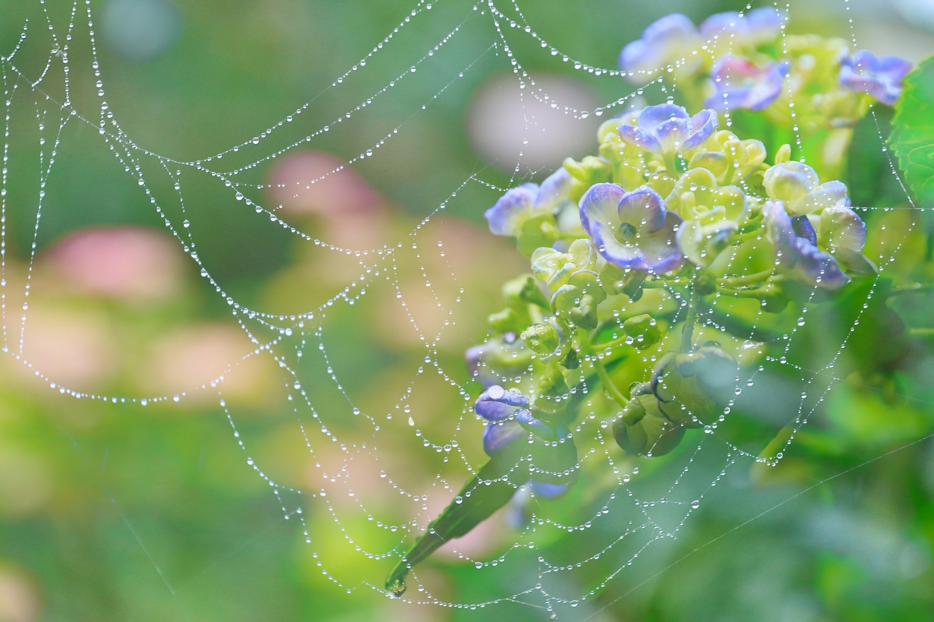 flower hydrangea web rosa drops close up