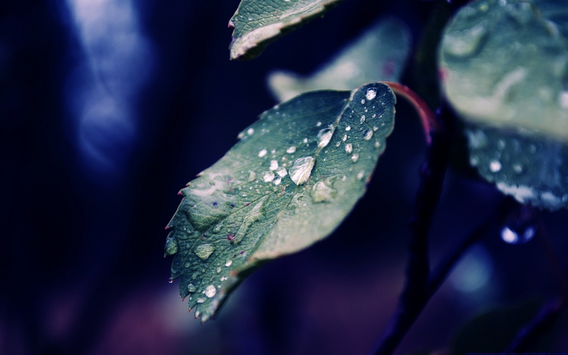 hoja rocío gotas macro