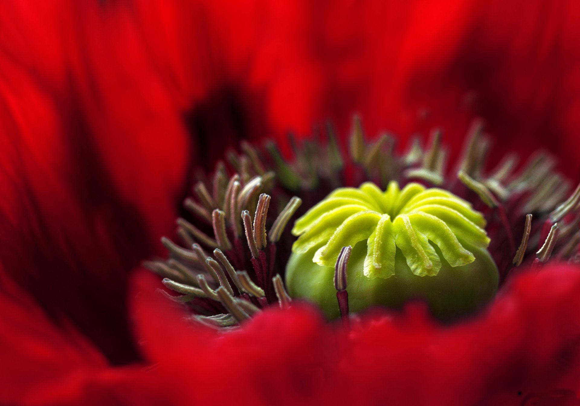 flower red poppy pestle stamens petal