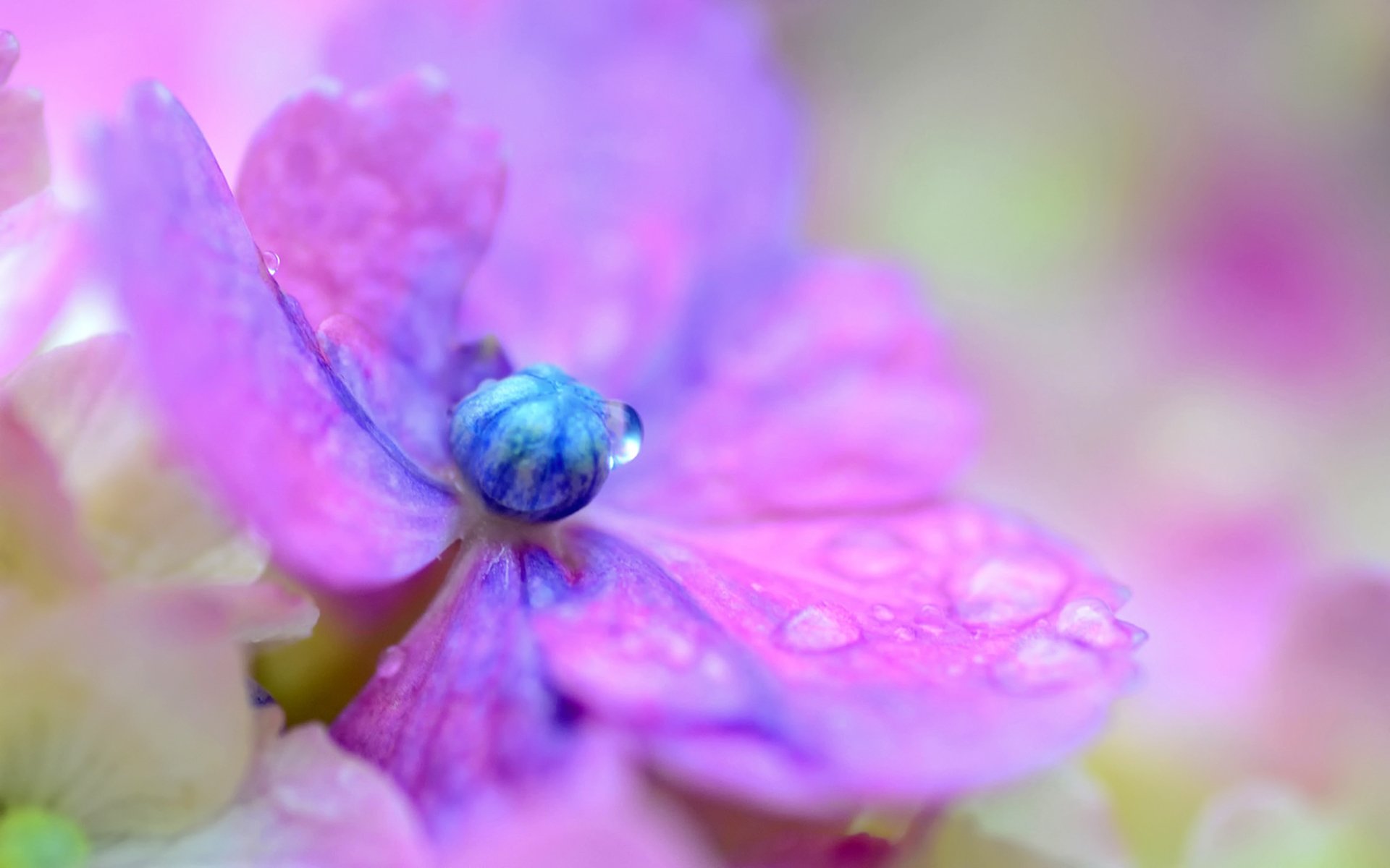 ortensia fiore lilla petali gocce macro sfocatura