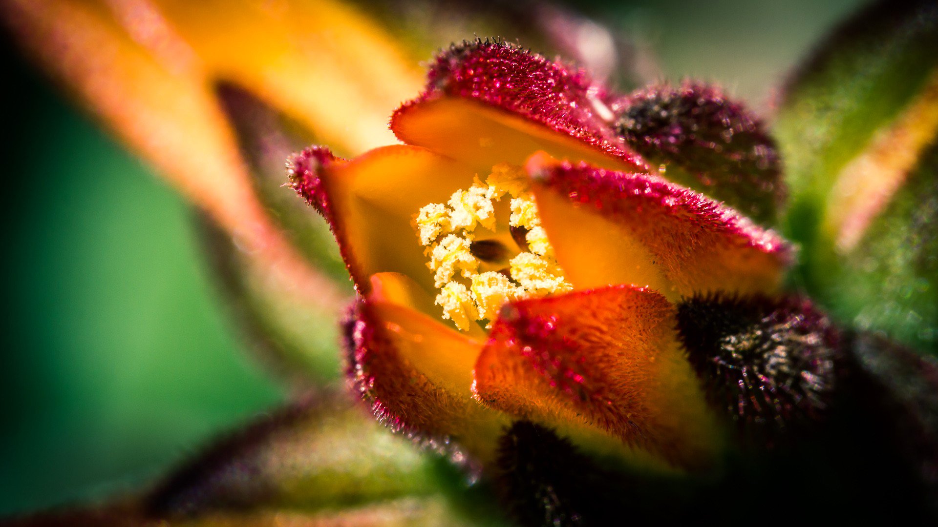 flor pétalos naturaleza planta