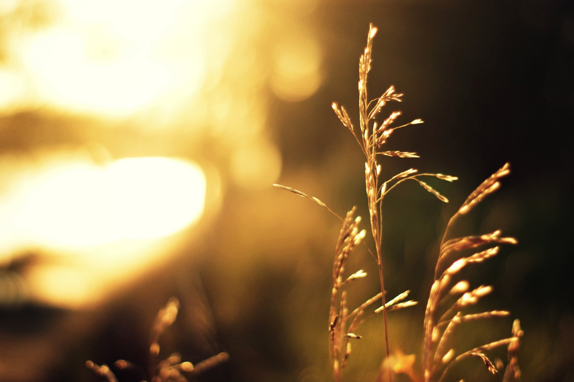 trawa łodyga roślina bokeh rozmycie światło słońce