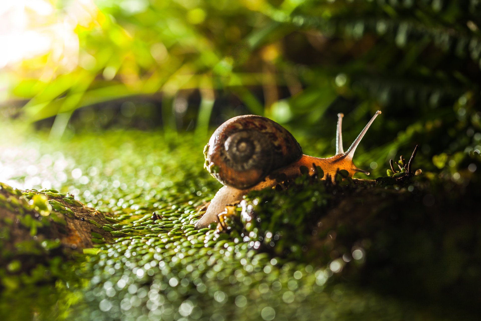 gros plan herbe escargot lumière bokeh