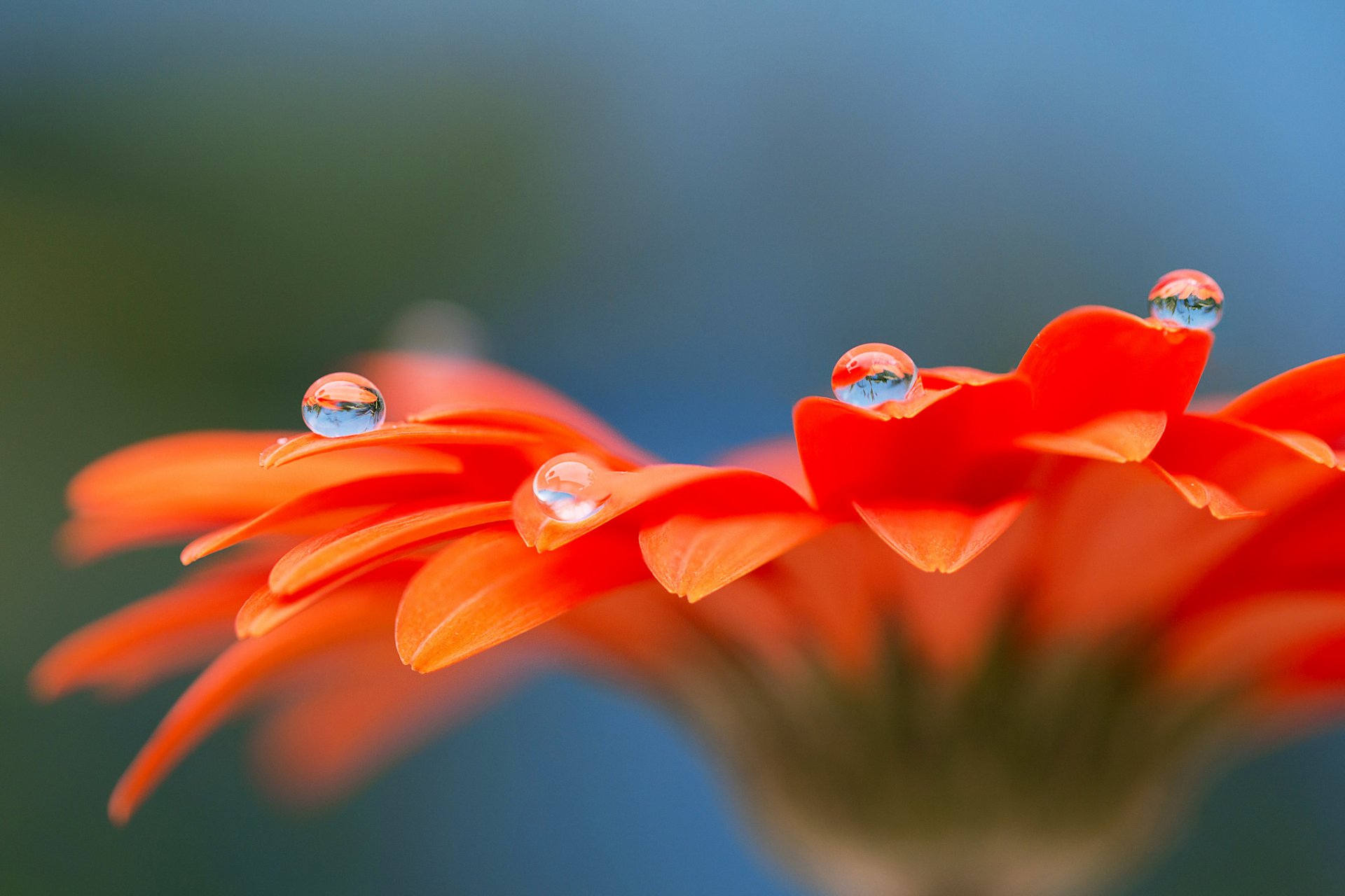 gerbera flor pétalos gotas rocío agua