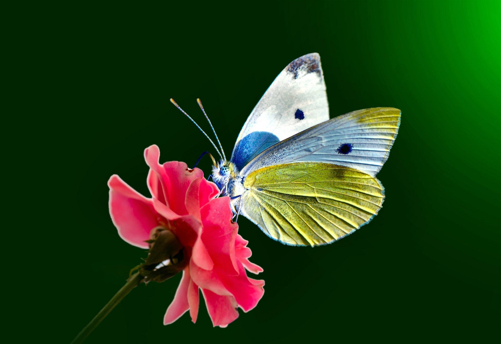 schmetterling flügel offene flügel auge punkte antennen blume schmetterlinge augen punkte ranken stiel