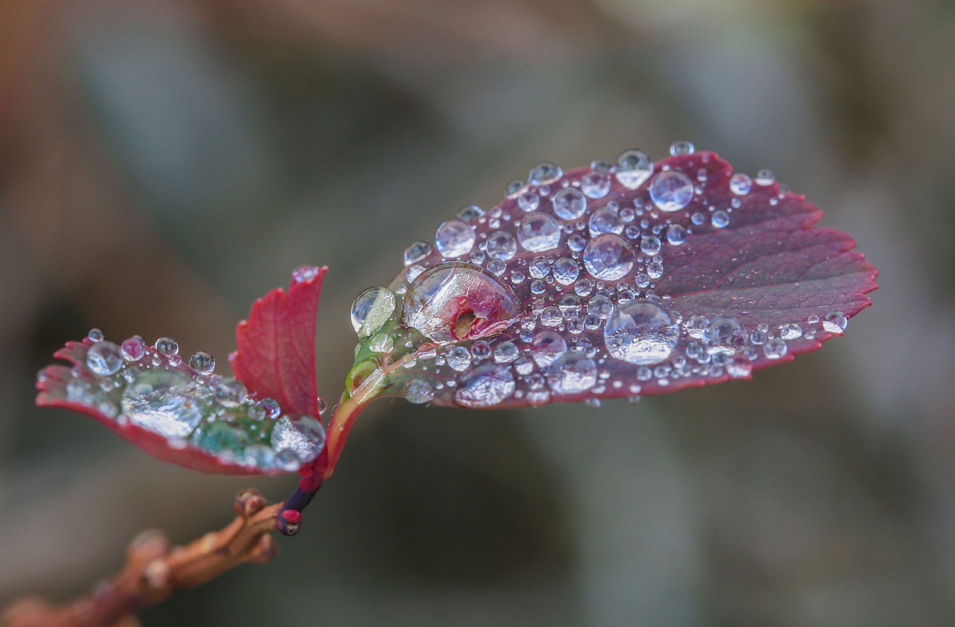 foglia rosso gocce acqua macro