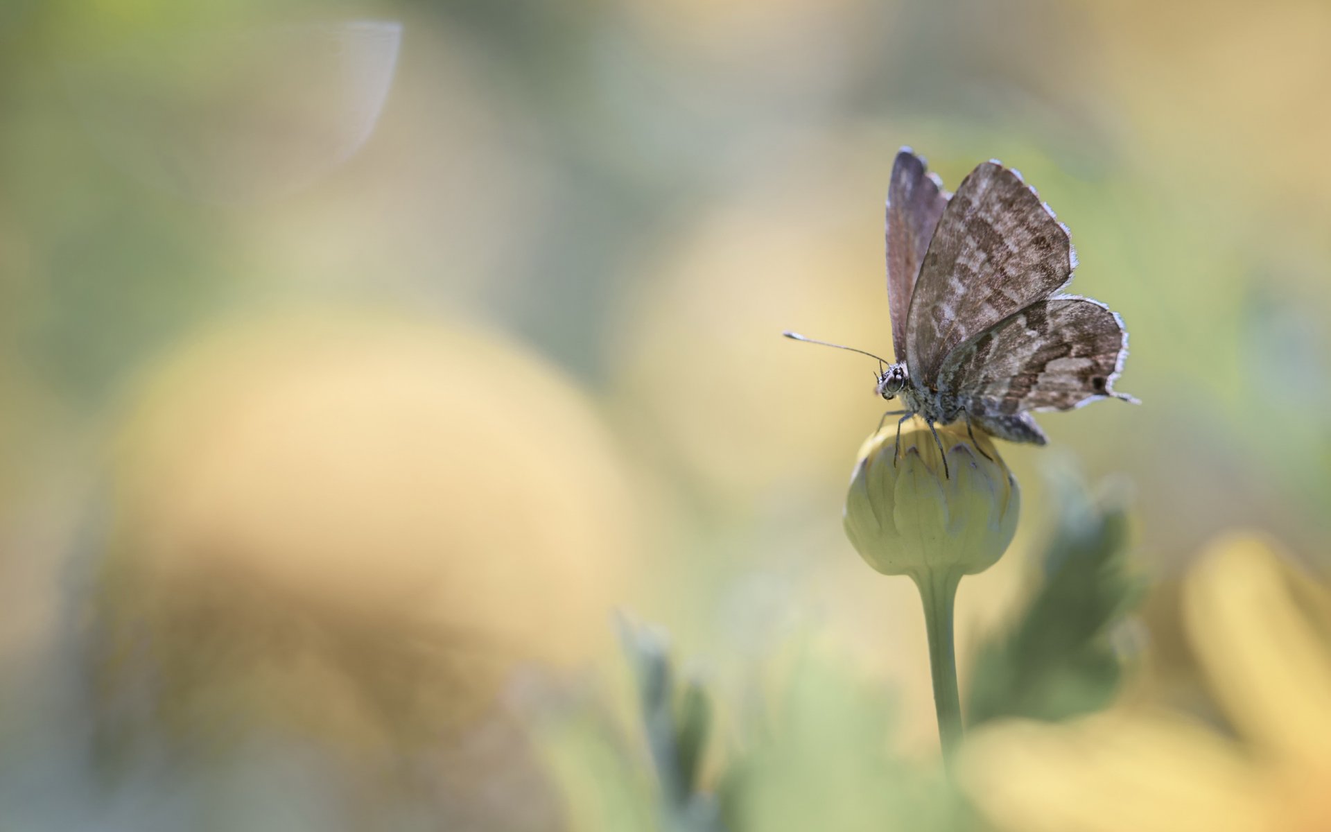 flowers flower bud butterfly highlight