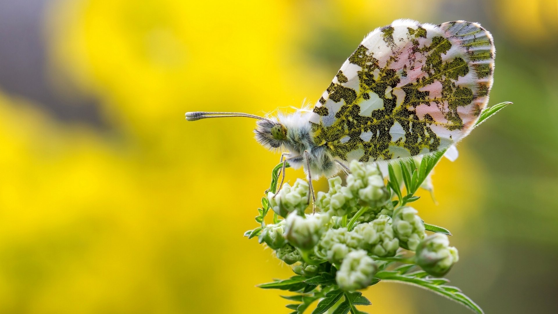 zorka papillon fleur gros plan