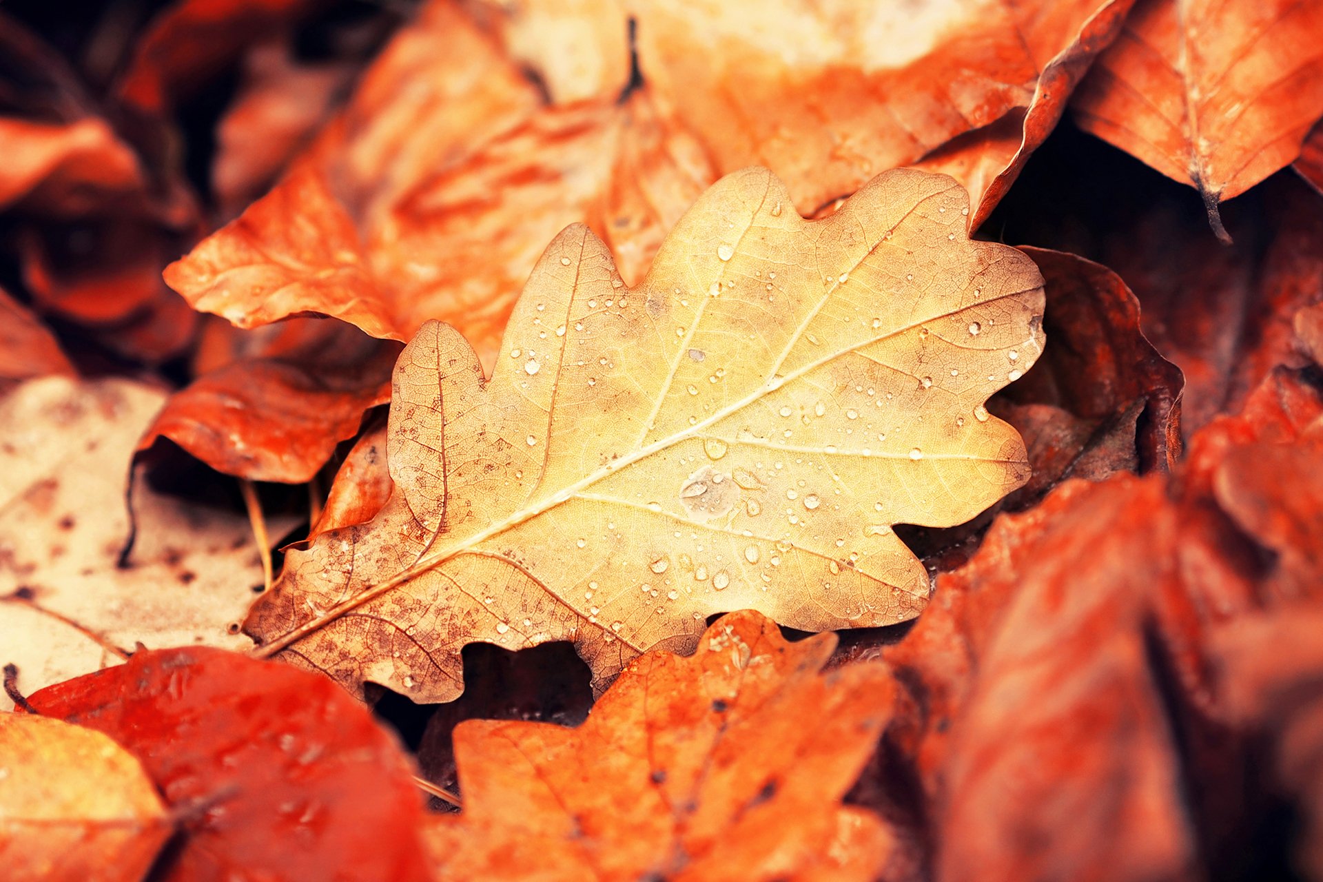 piece leaves yellow orange maroon drops close up nature autumn