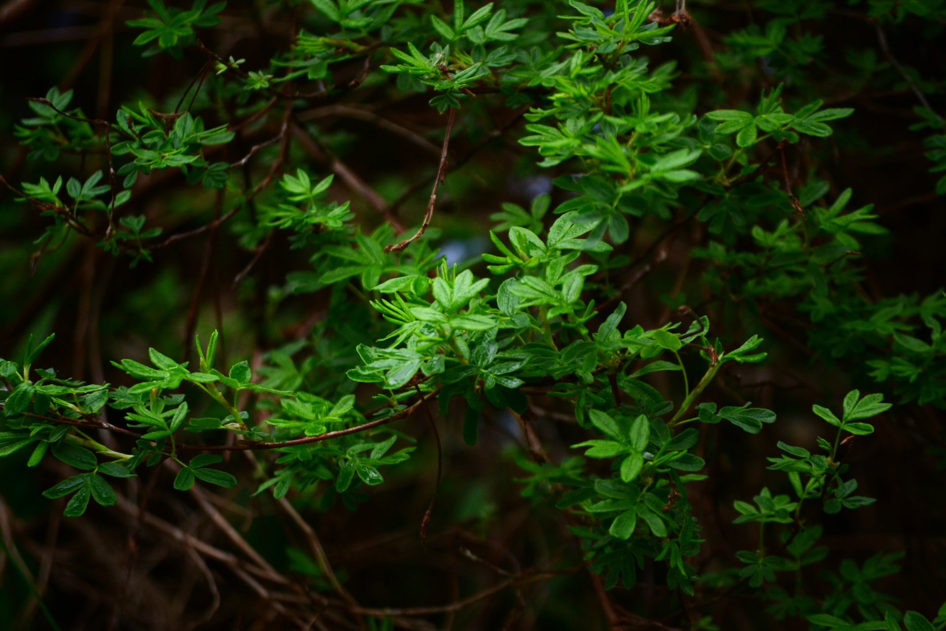 gros plan nature plante verdure printemps