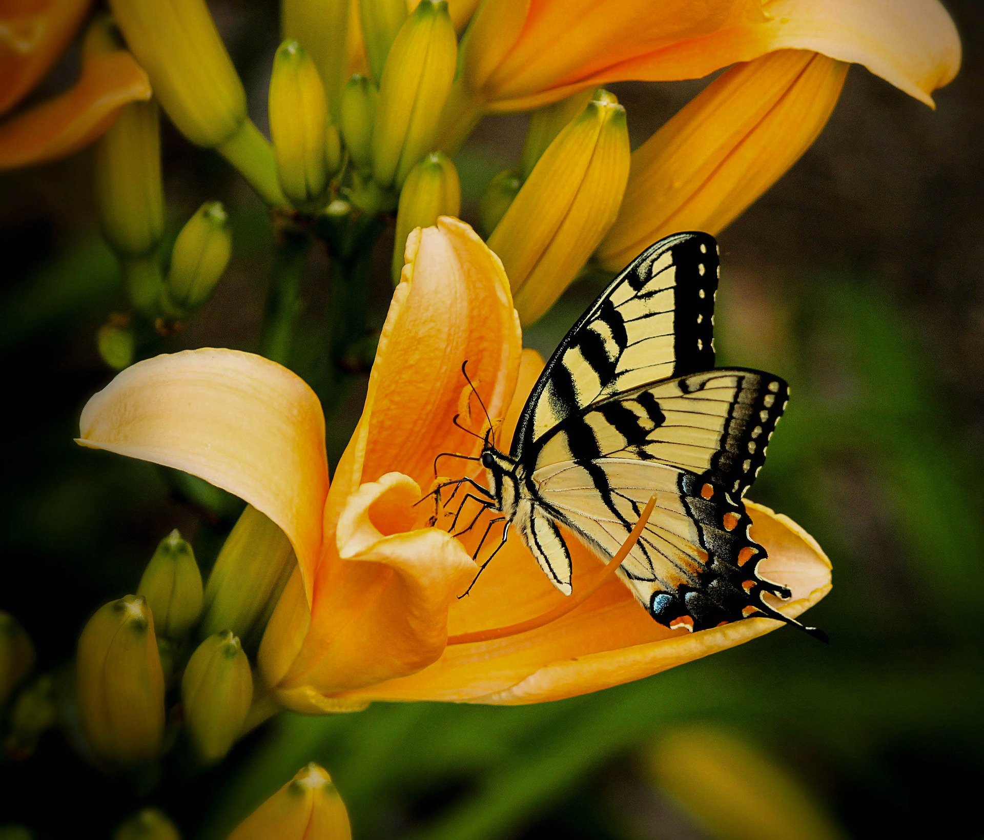 flower lily petals butterfly insect moth