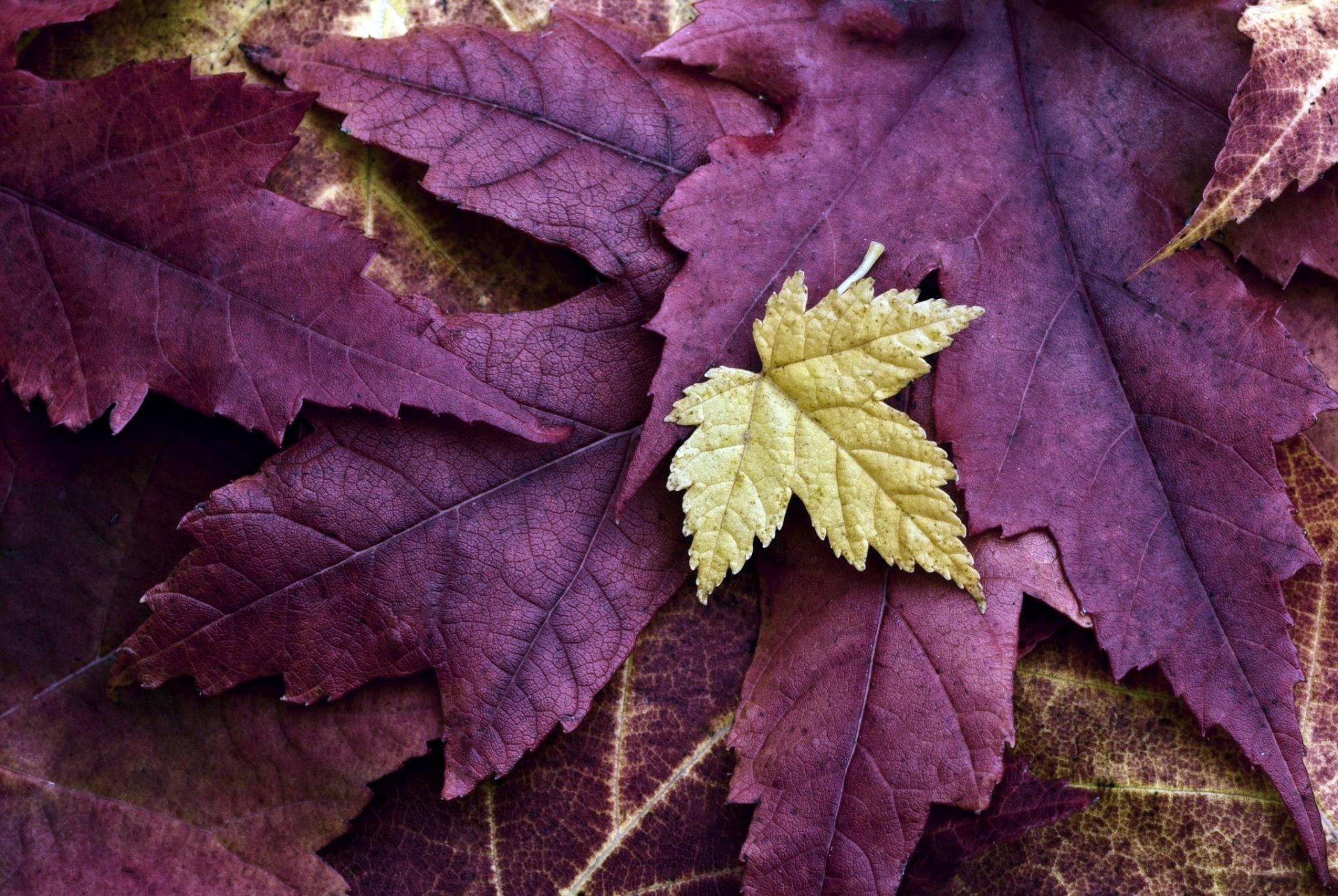 hojas otoño naturaleza