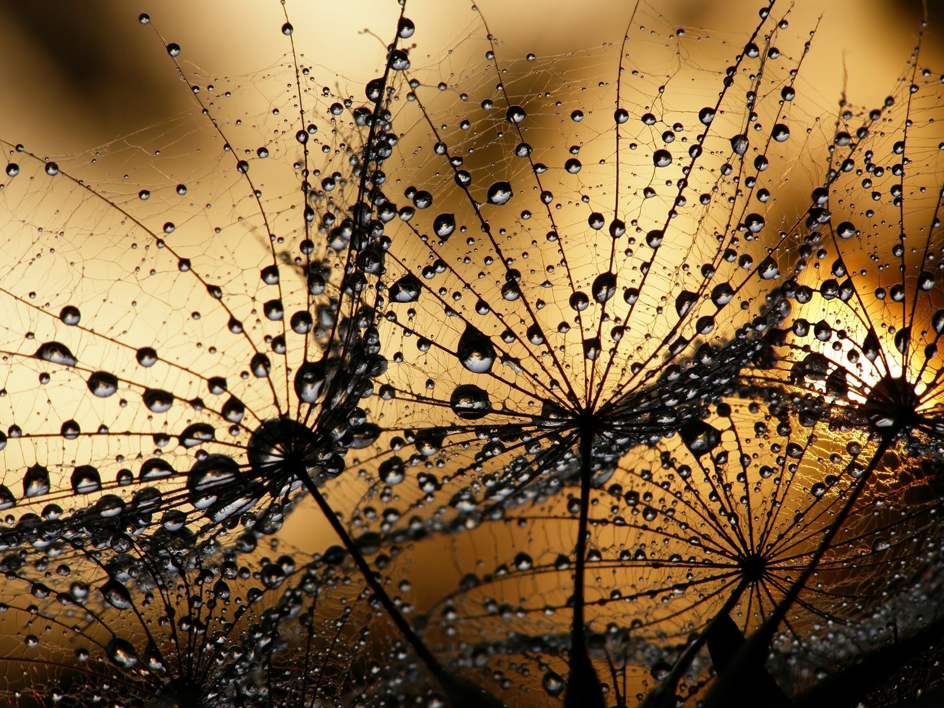 close up dandelion water droplets rosa sunset