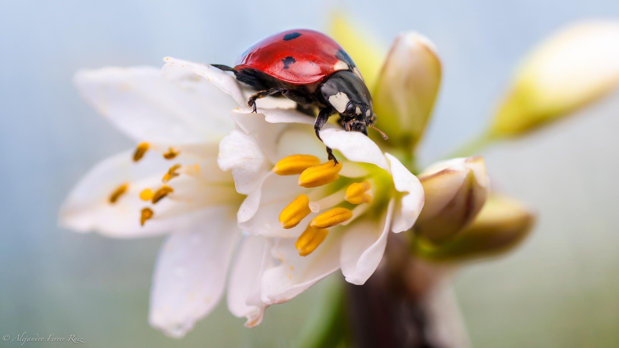 coccinelle insecte gros plan fleurs blanc