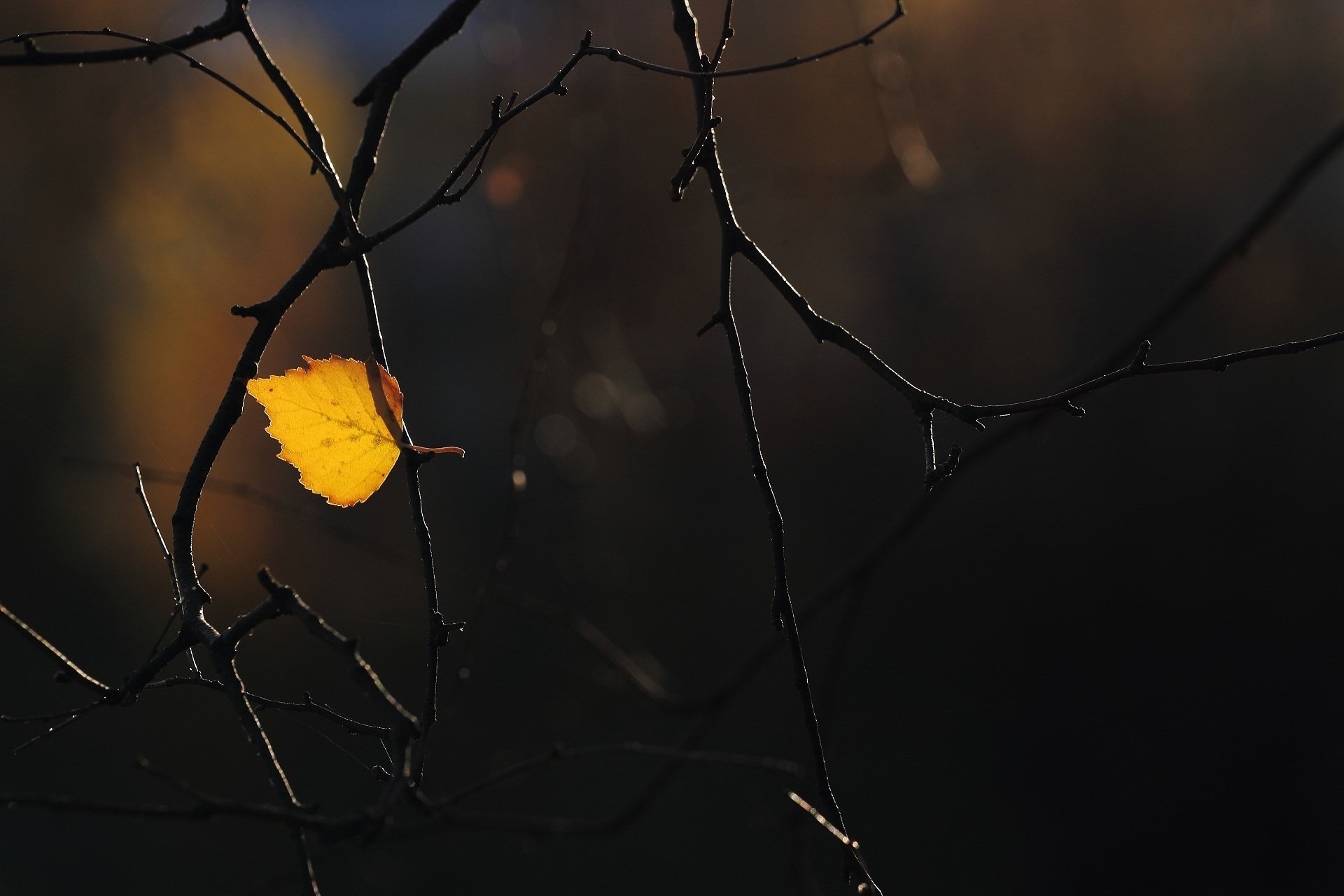 blatt zweige herbst makro