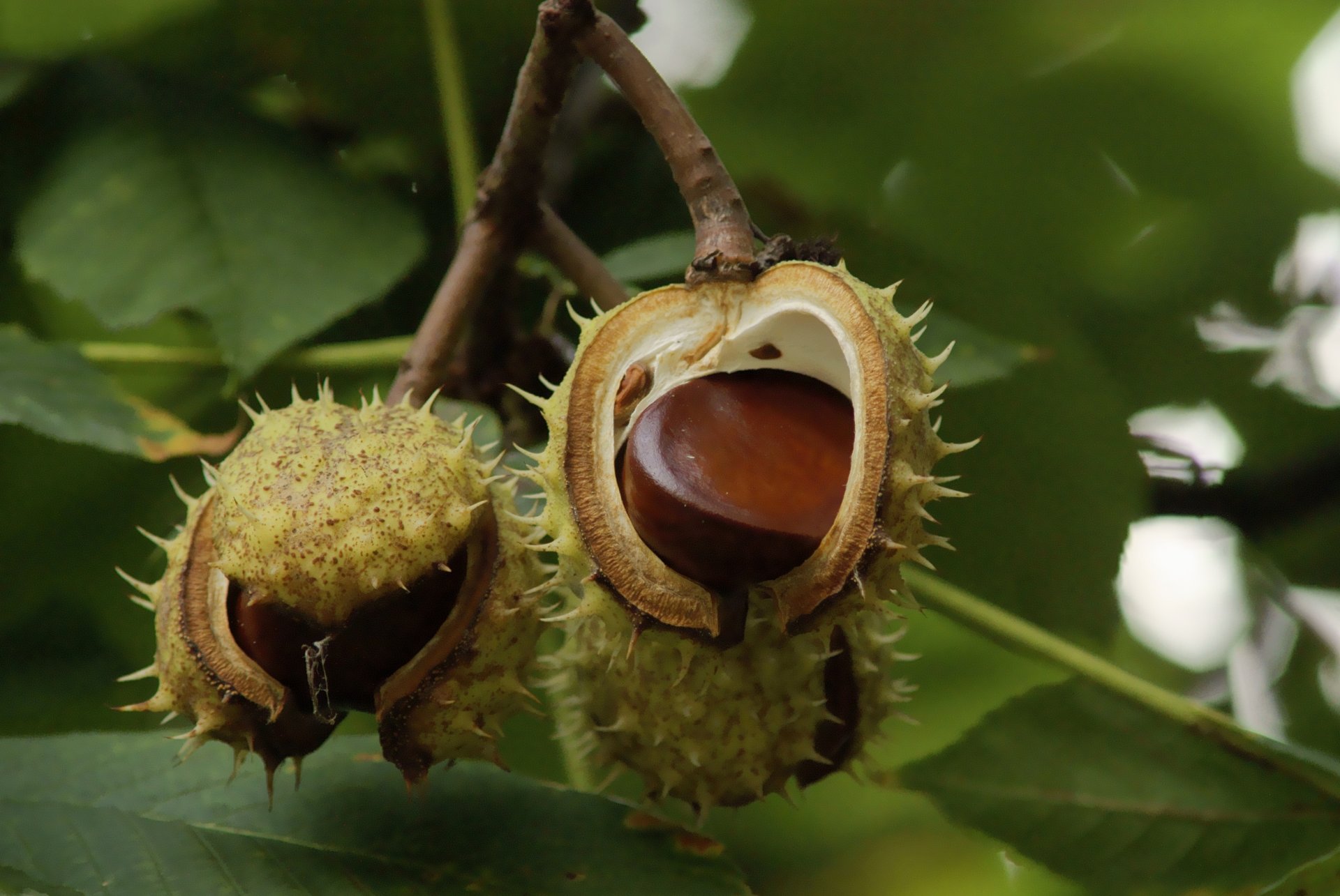 chestnut on a branch ripe