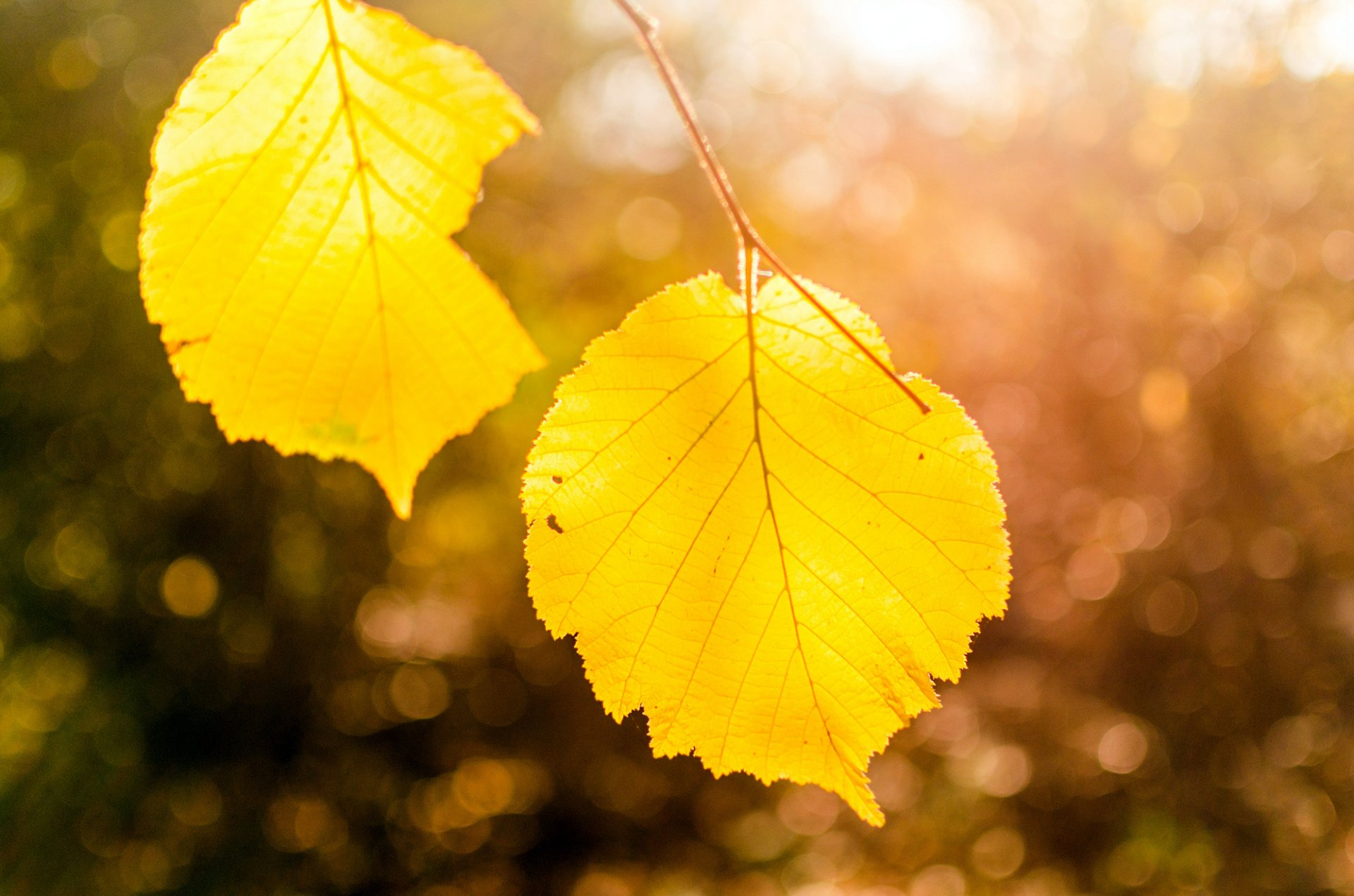 leaves yellow autumn nature tree branch close up bokeh light