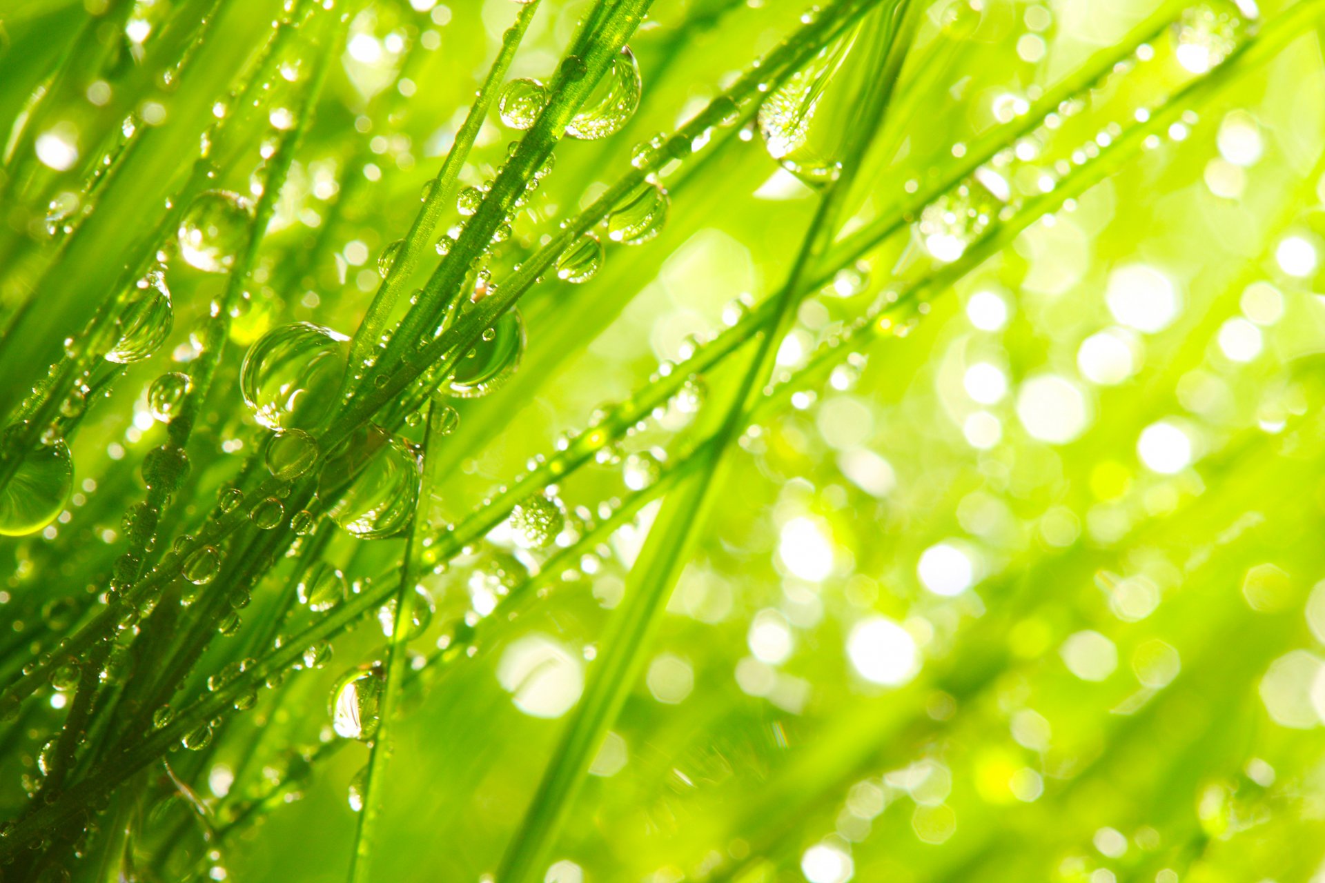 nature close up morning rosa grass drops water