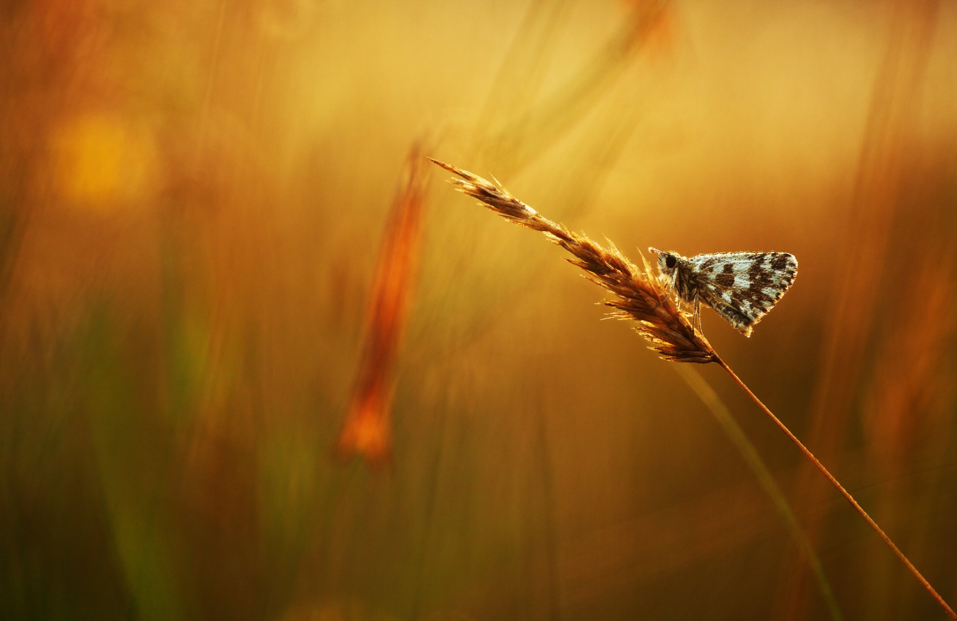 espiga mariposa rocío gotas