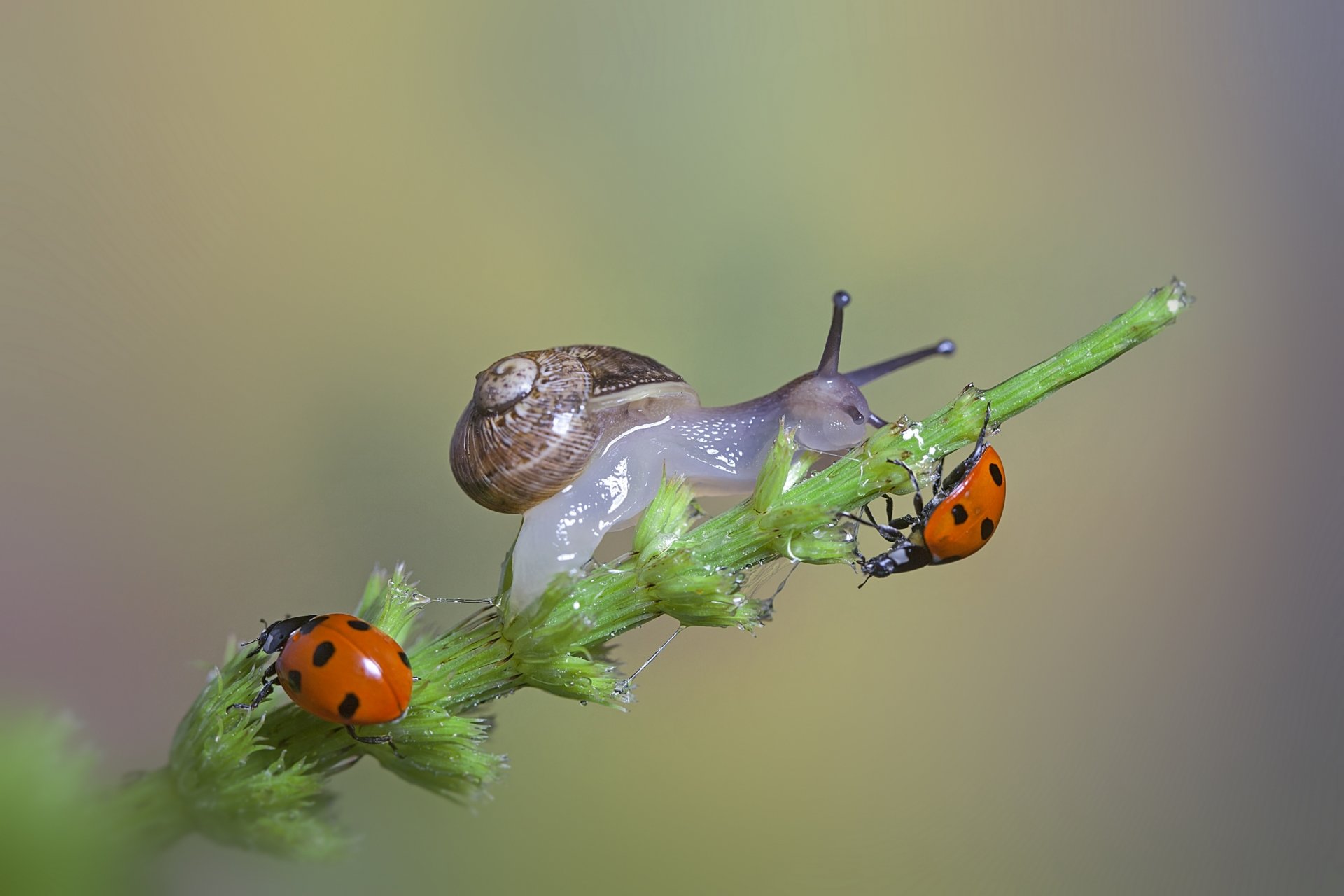 gros plan brin d herbe escargot coccinelles macro