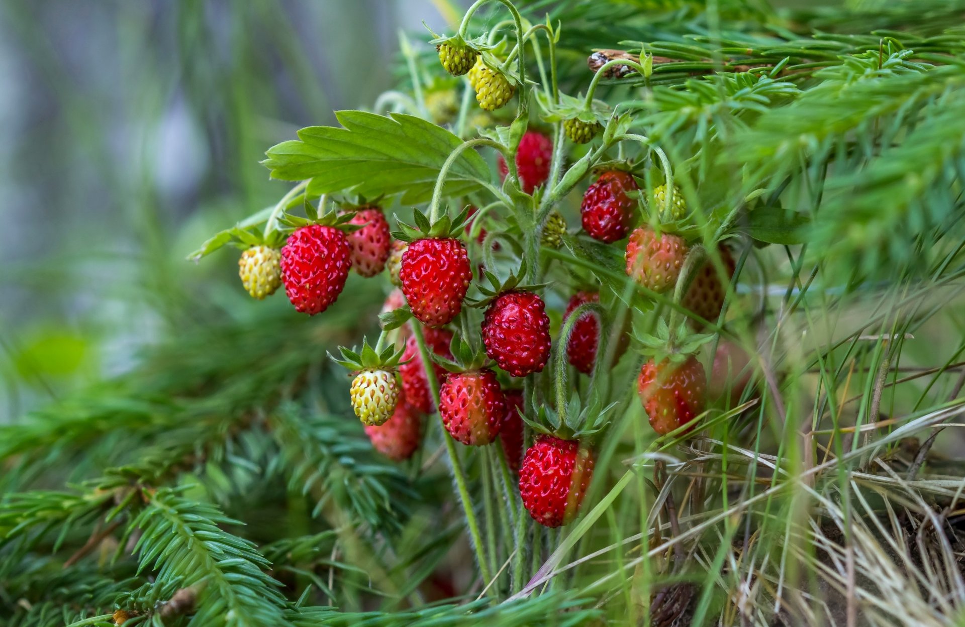 bayas fresas rojo verano abeto