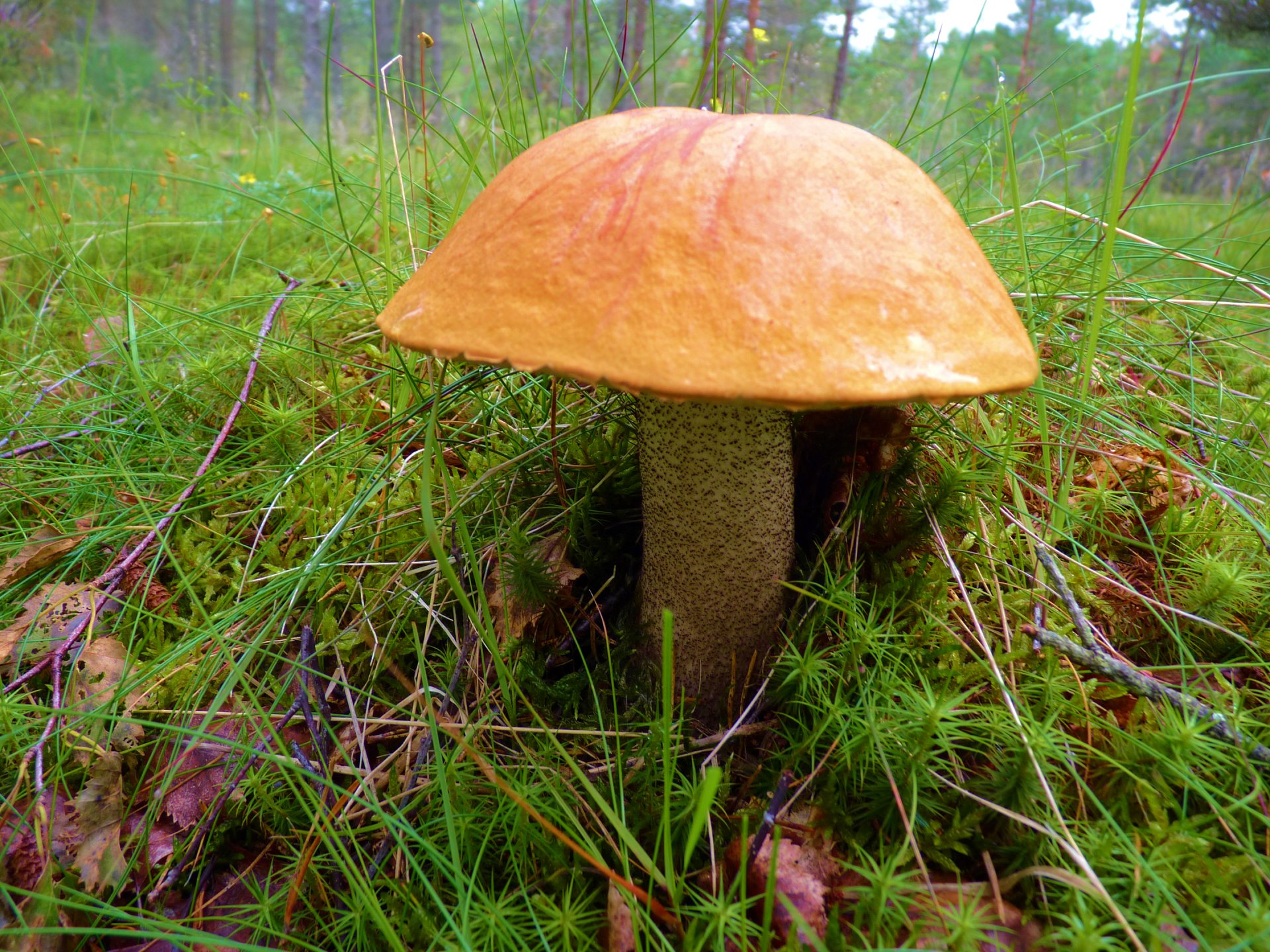 grzyb borowik natura trawa