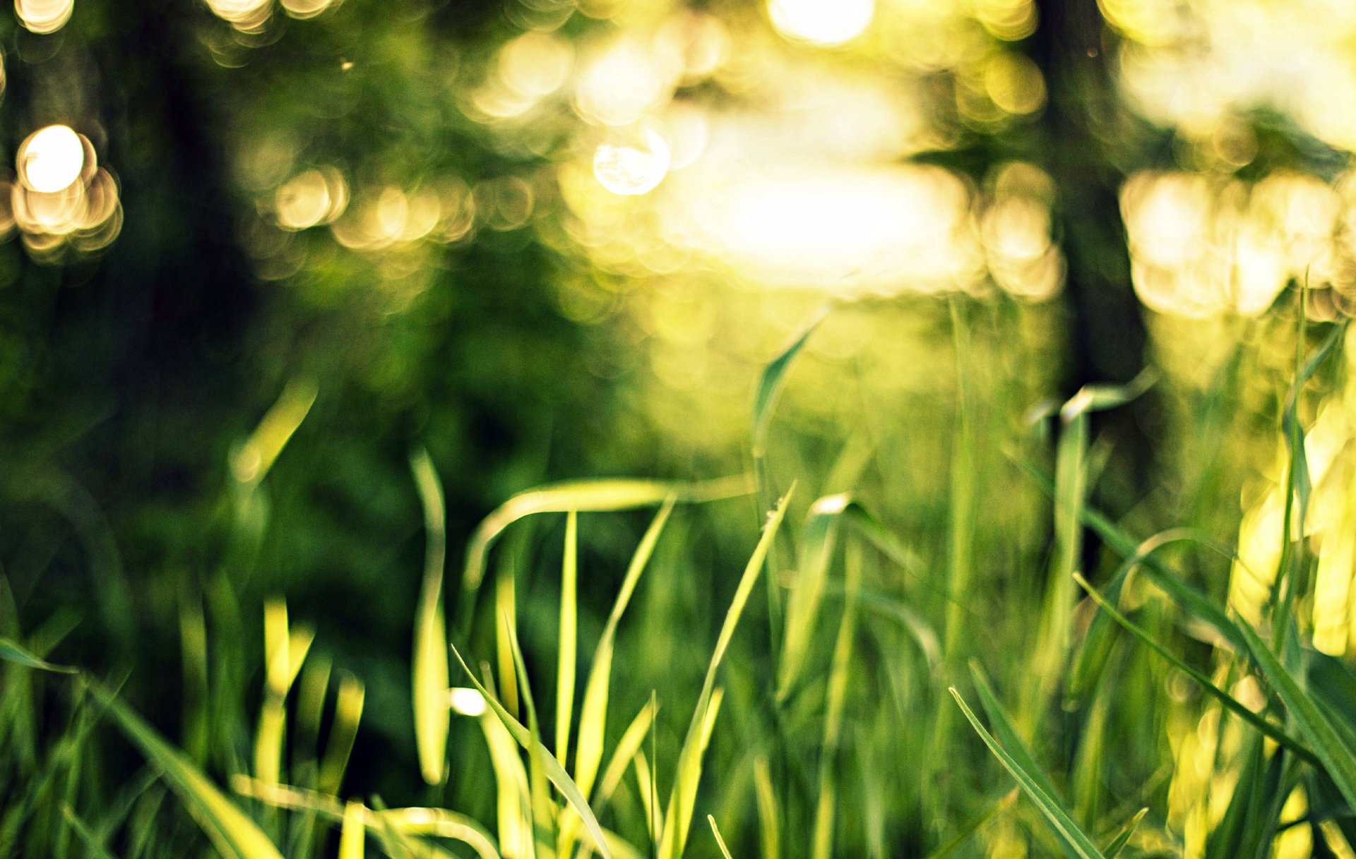 gras grüns natur bokeh licht makro