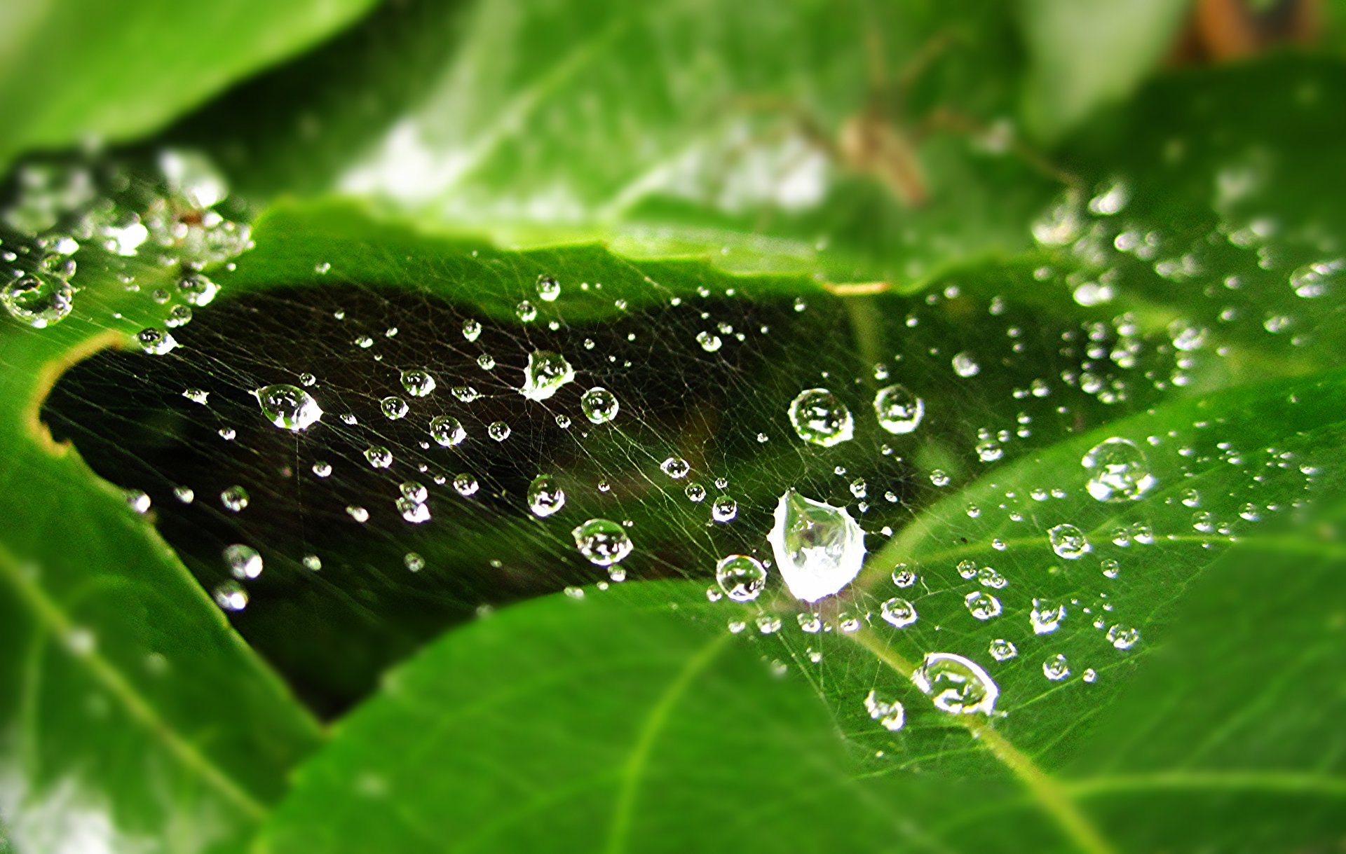 foglie acqua gocce rugiada ragnatele sfocatura