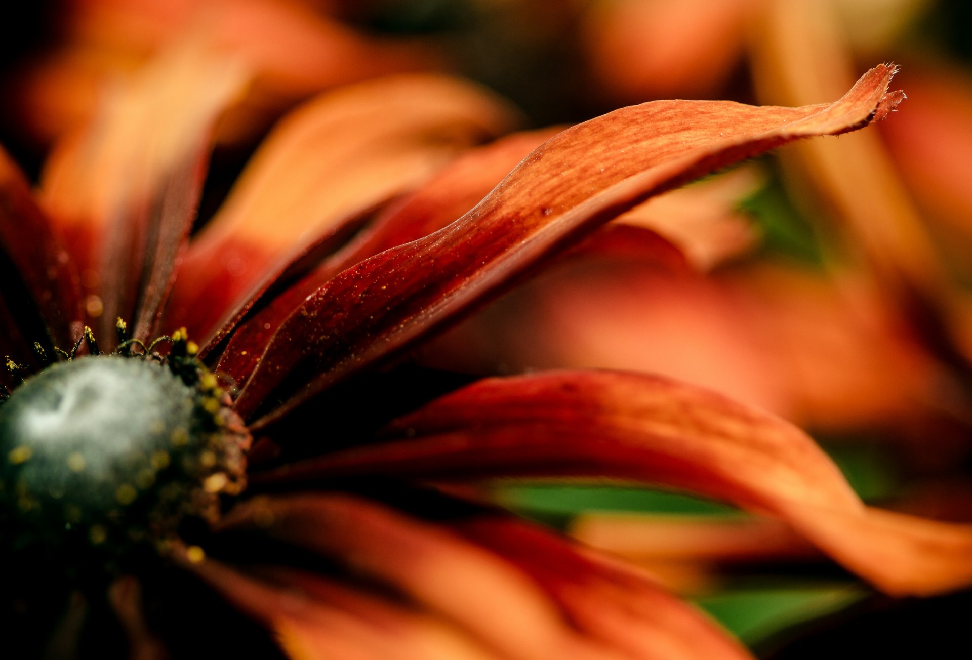 blume rot orange blütenblätter