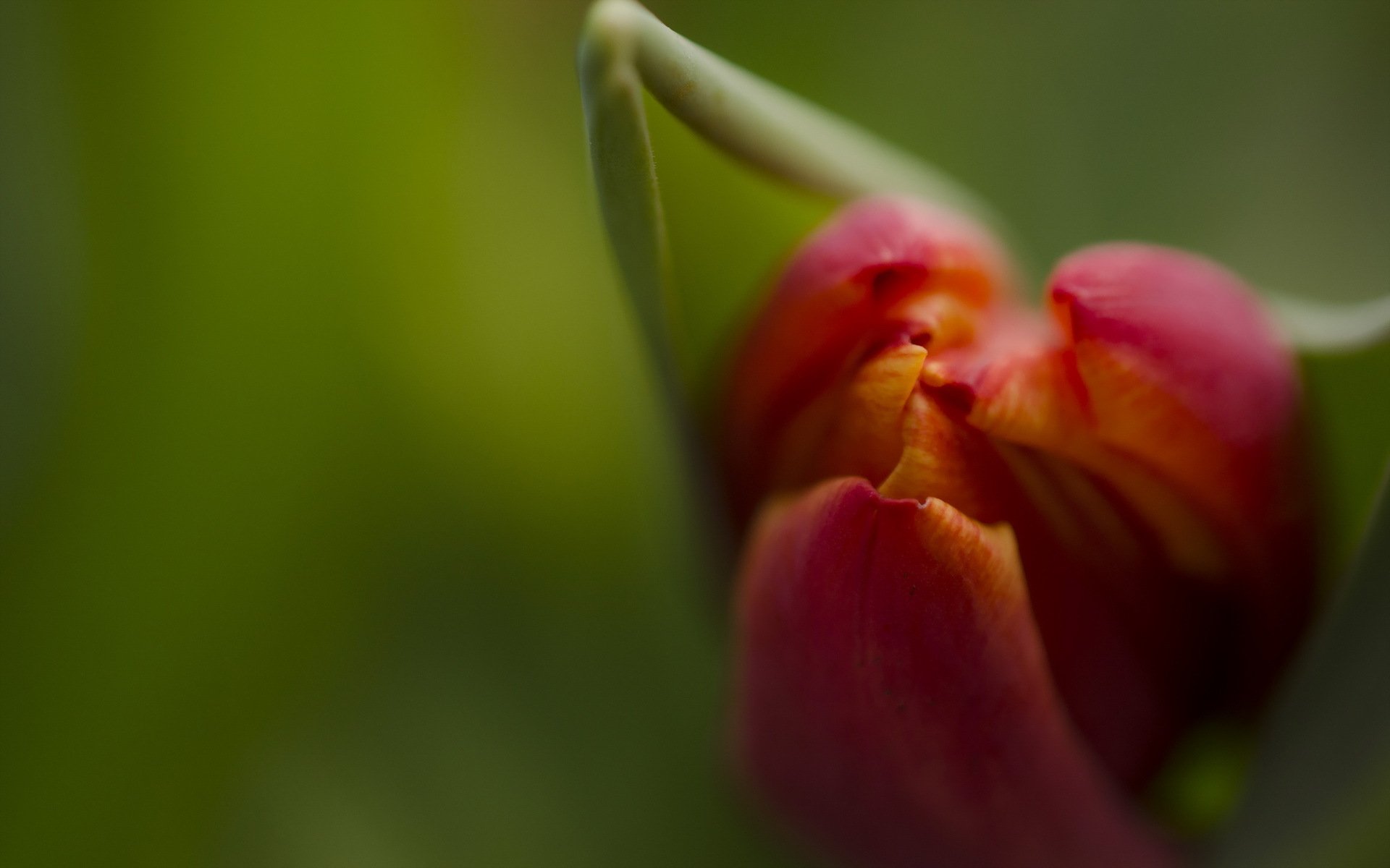 blumen tulpe makro