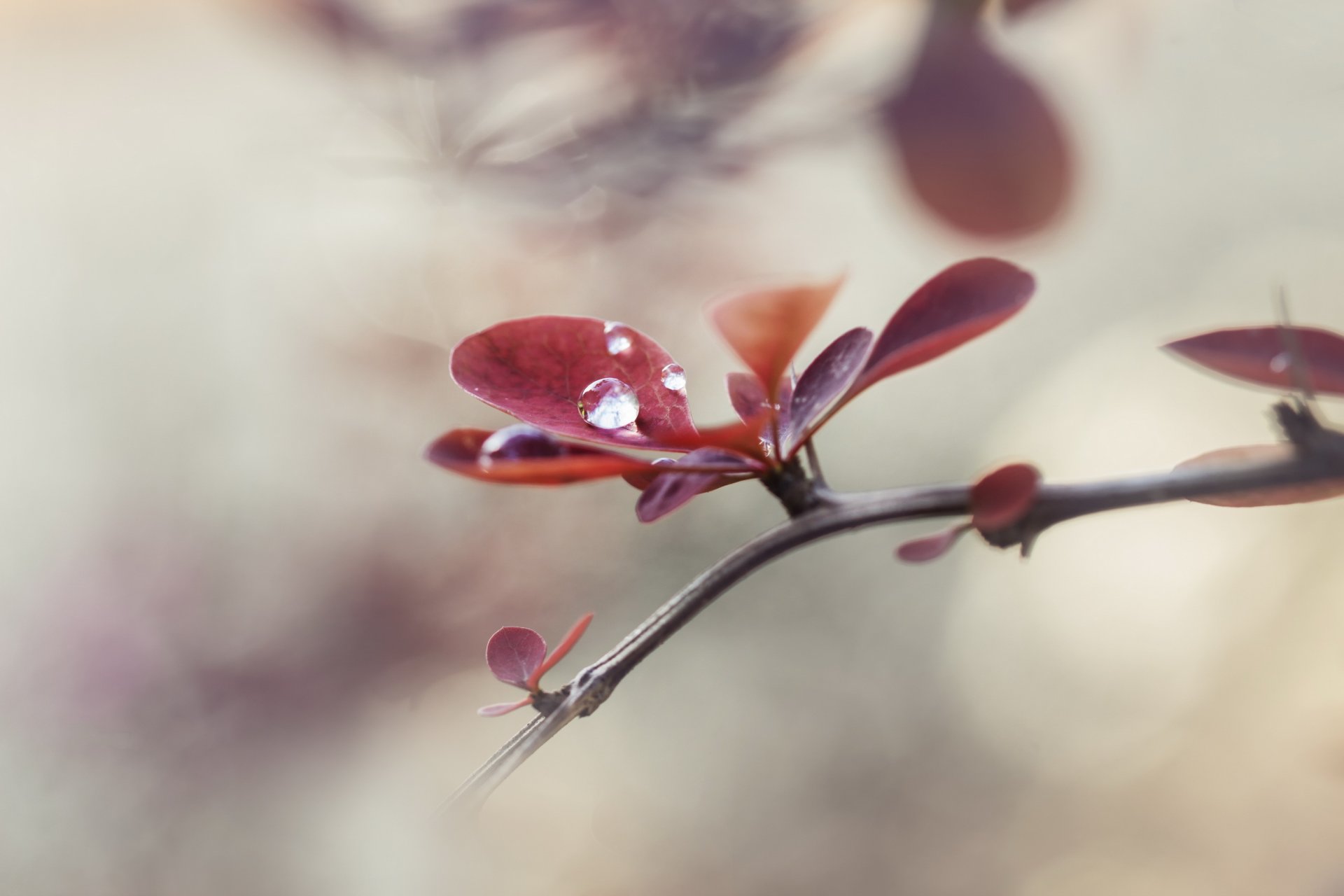 branche feuilles goutte bokeh