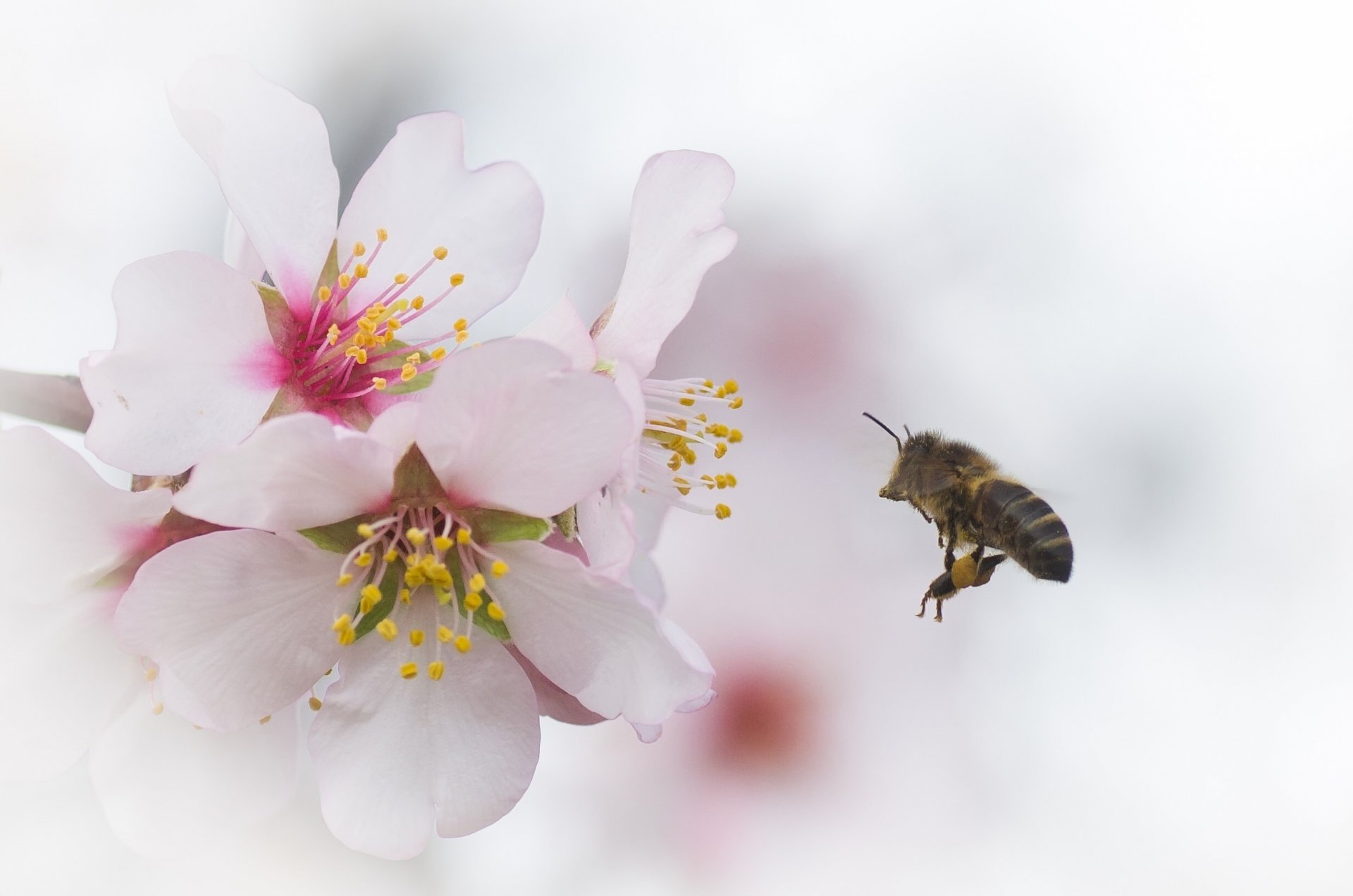 branche fleurs cerise abeille