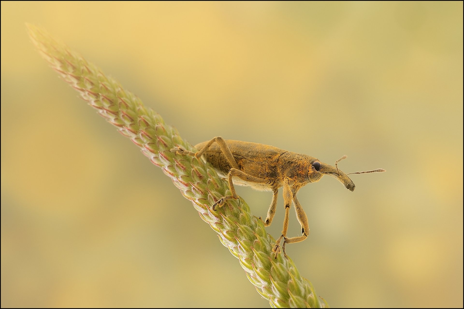 plant spike weevil background