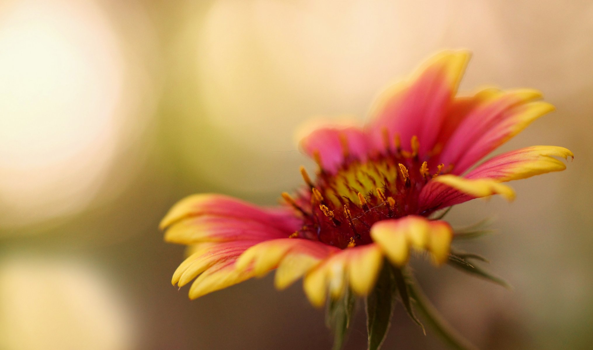 blume makro blütenblätter