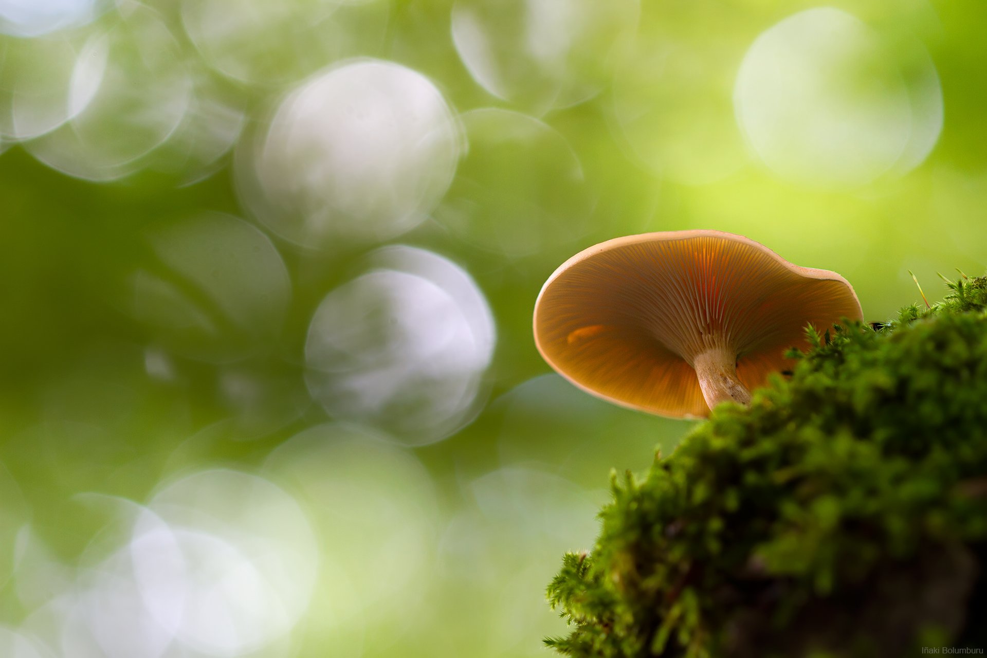 close up mushroom moss bokeh autumn