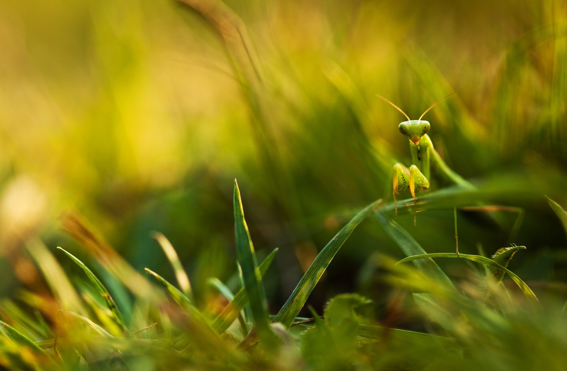 erba foglie verde mantide sfocatura