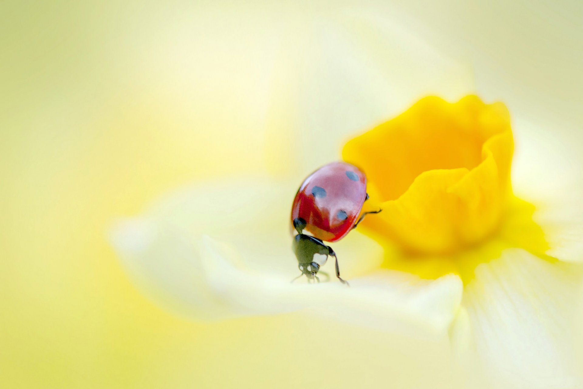 ladybug flower narcissus petals insect